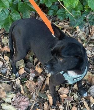 PATTY, ADOPTABLE, Young Female Chiweenie.
