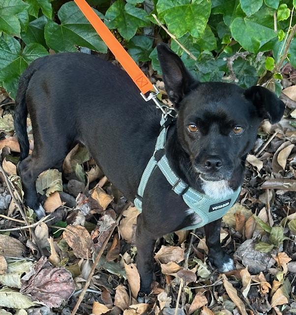 PATTY, a ADOPTABLE mixed breed in Bell Gardens, CA image 3/5