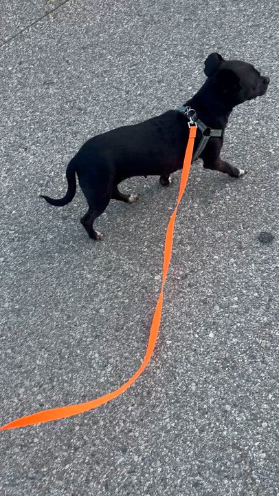 Enlarge PATTY, a ADOPTABLE mixed breed in Bell Gardens, CA video 5/5