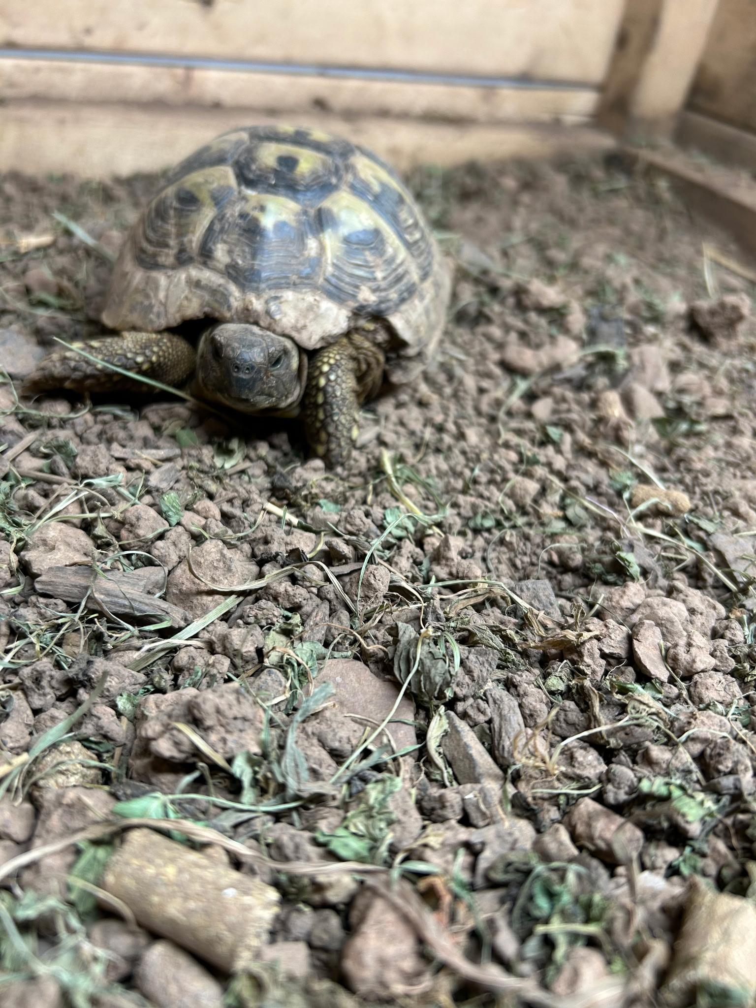 Enlarge RT, a Adopted Russian in Cedars, PA image 4/4