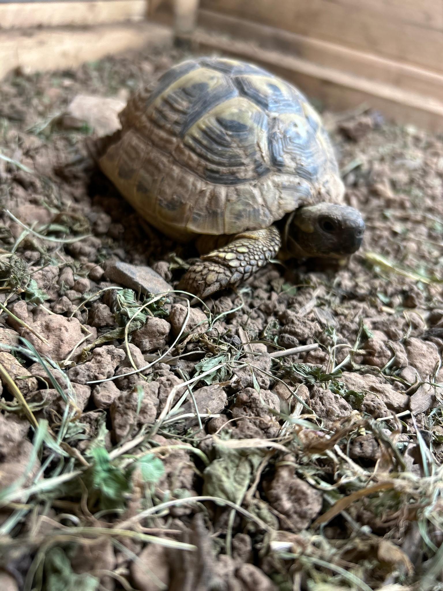 RT, Adoptable, Adult Unknown Russian.