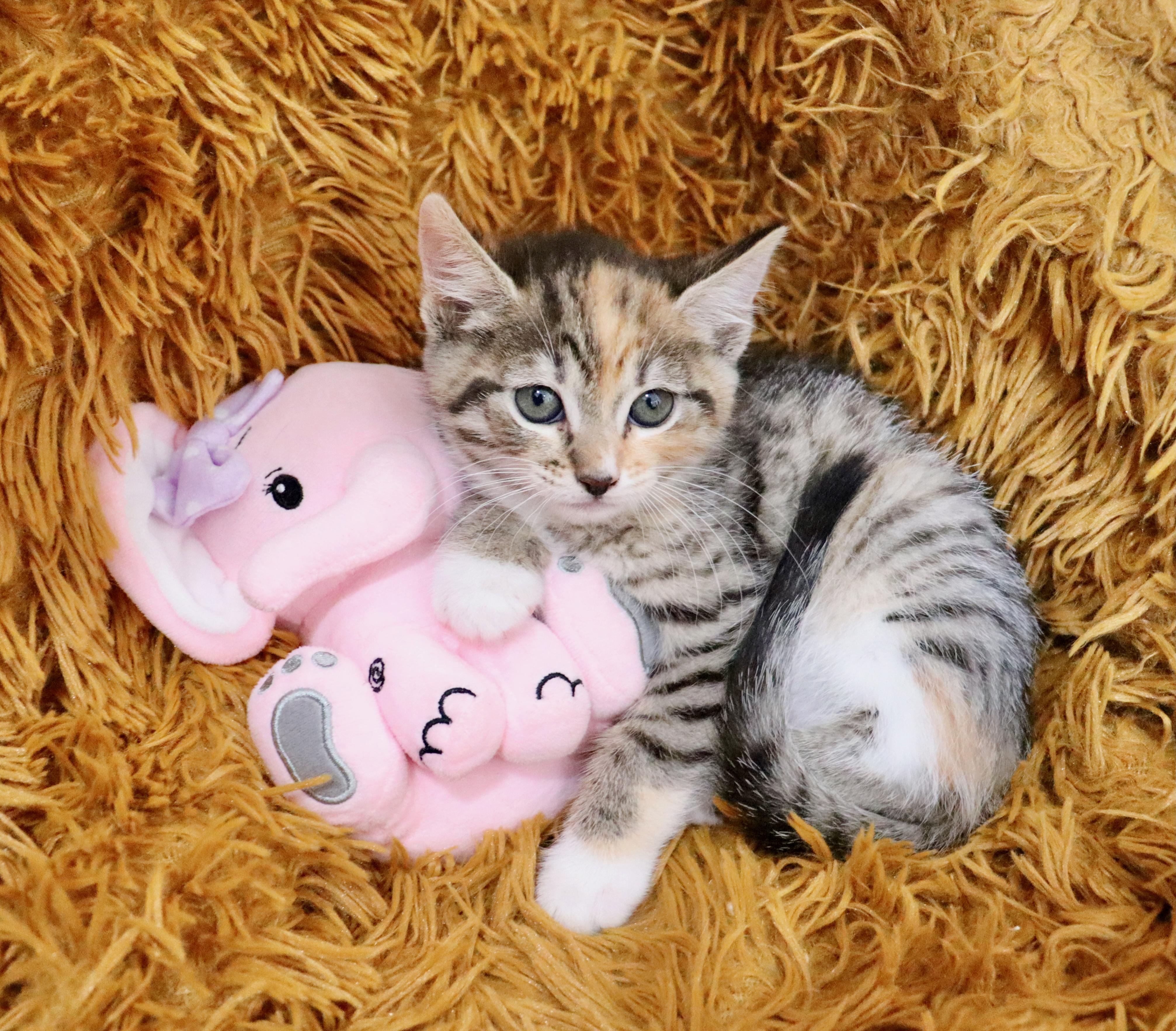 Emily, an adopted mixed breed in Saint Augustine, FL image 5/6