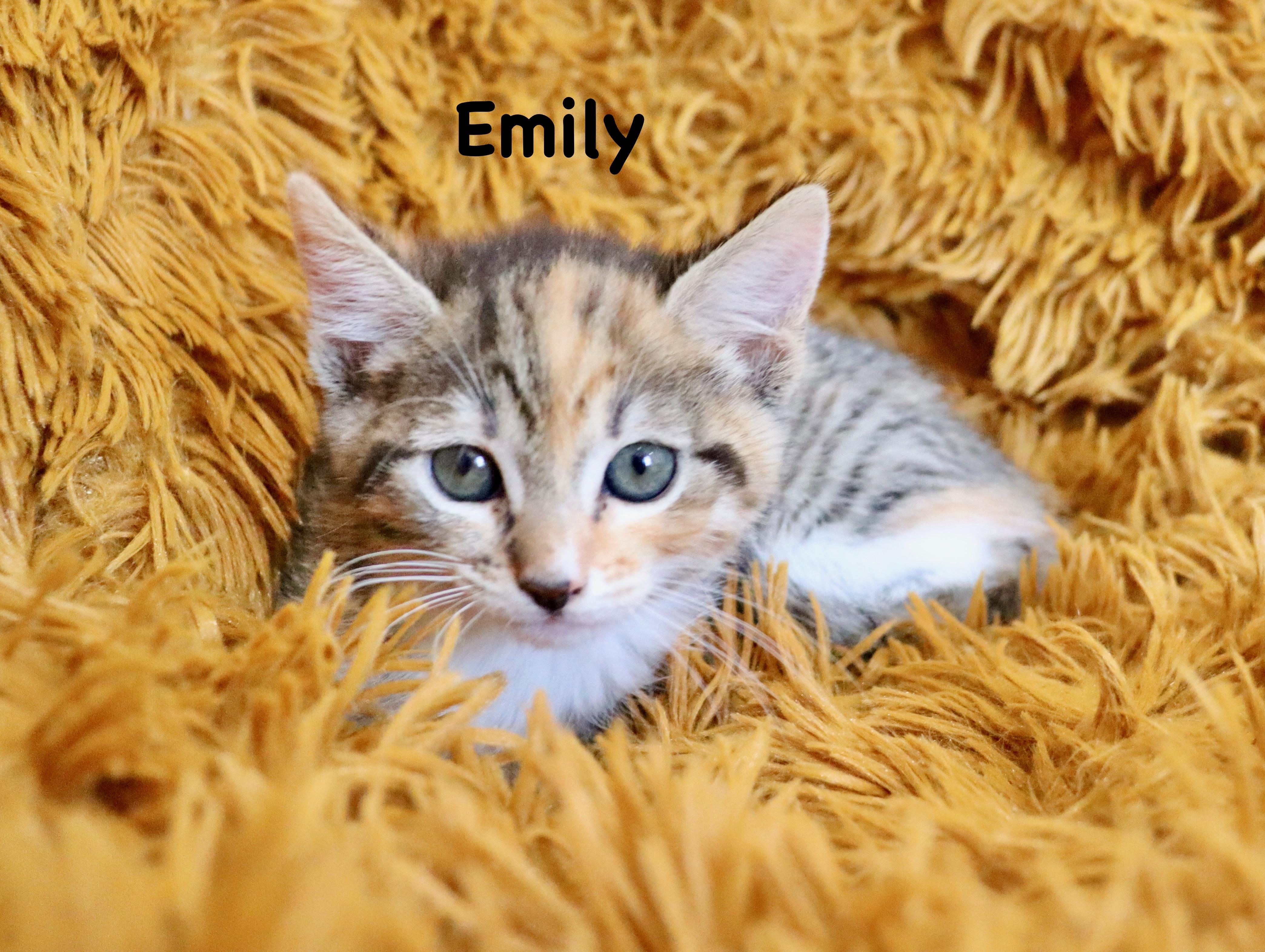 Emily, an adopted mixed breed in Saint Augustine, FL image 3/6