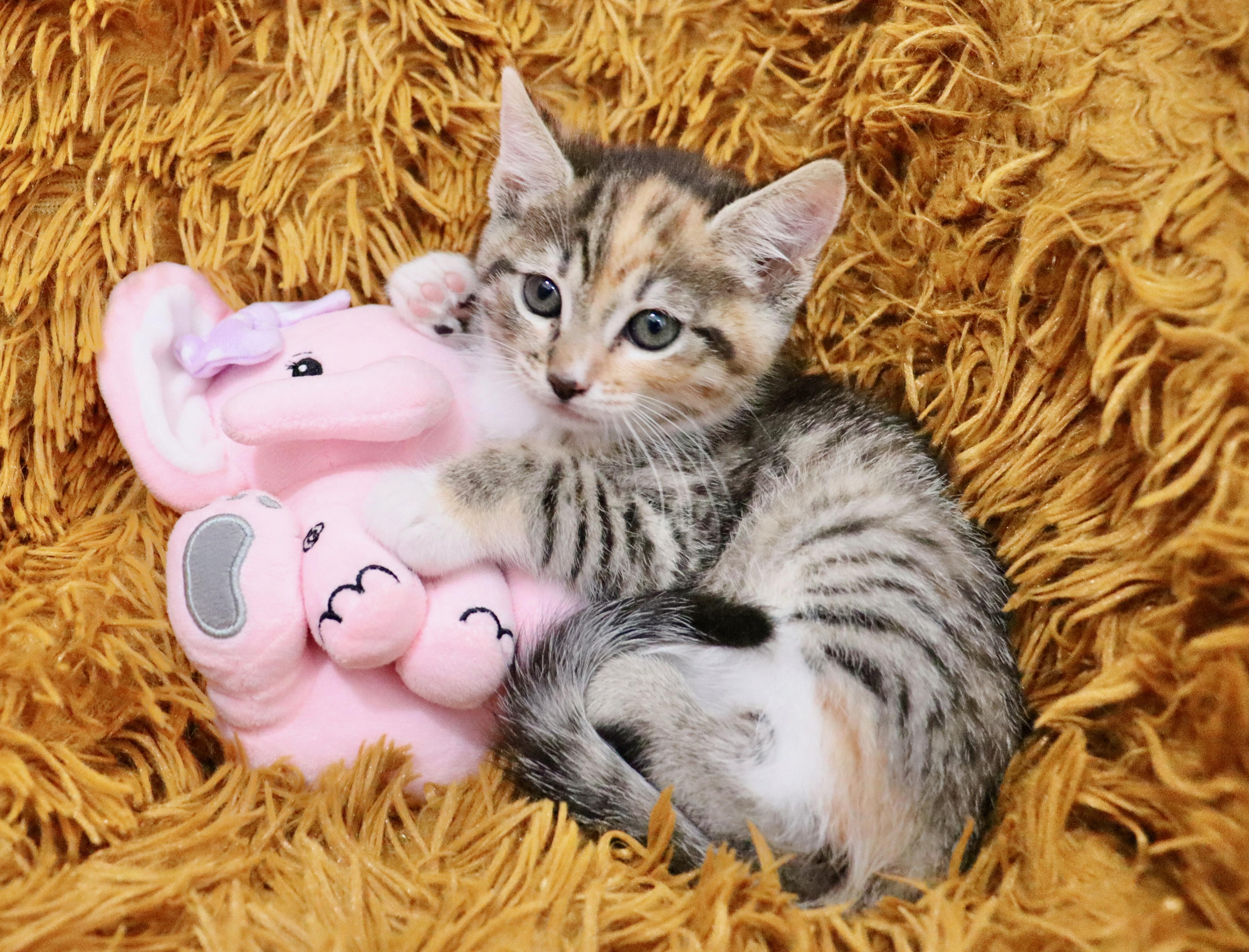 Emily, an adopted mixed breed in Saint Augustine, FL image 1/6