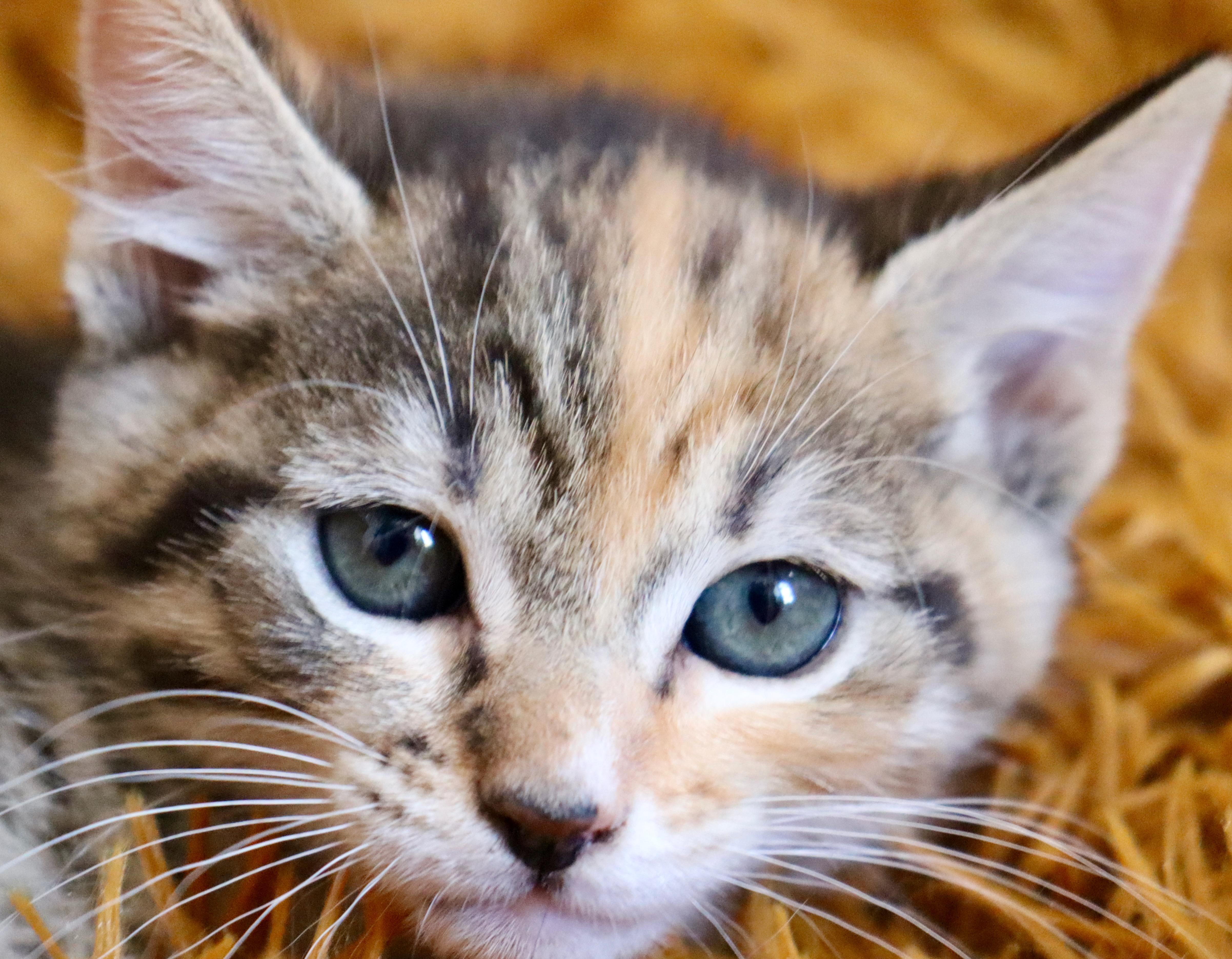 Emily, an adopted mixed breed in Saint Augustine, FL image 4/6