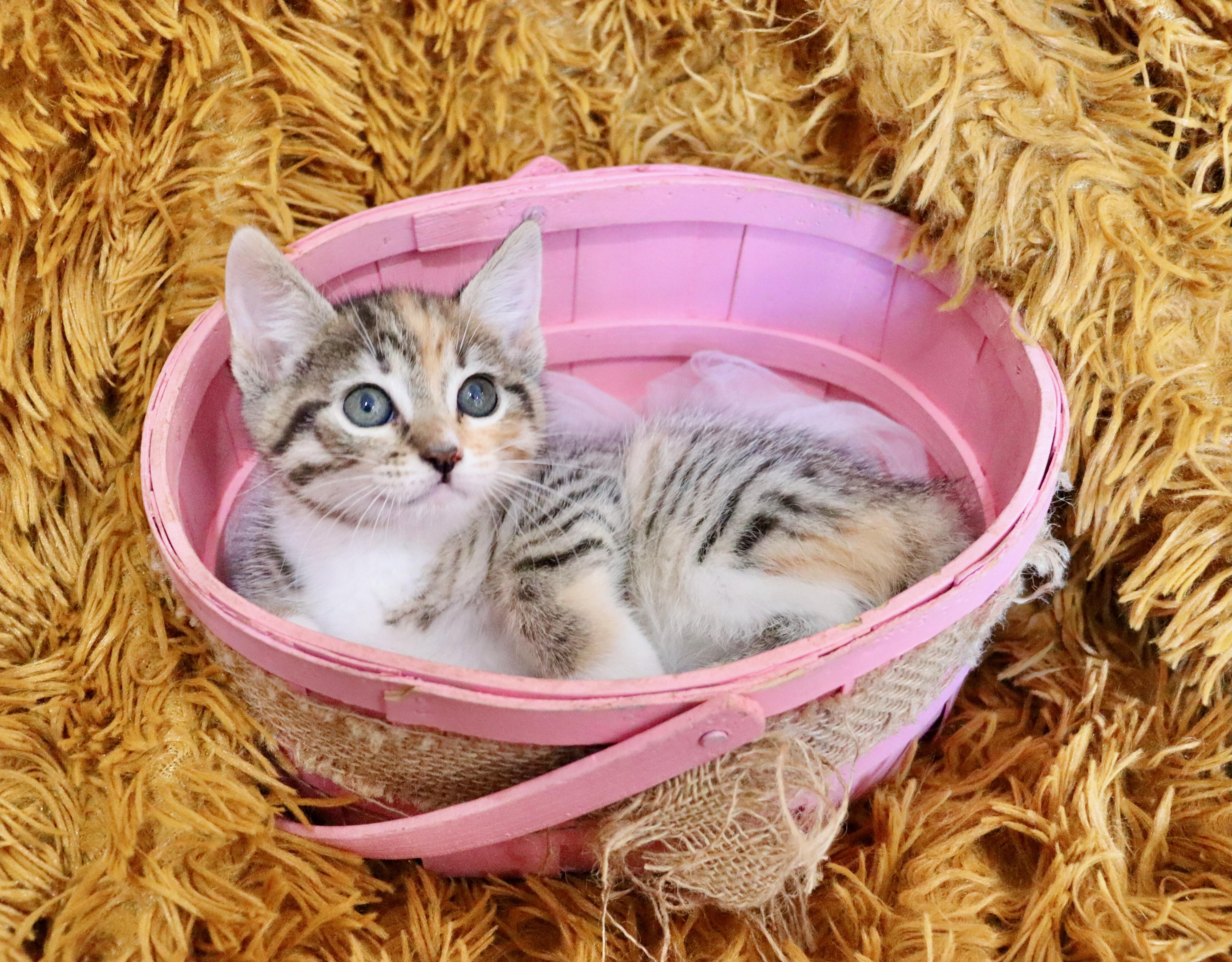 Emily, an adopted mixed breed in Saint Augustine, FL image 2/6