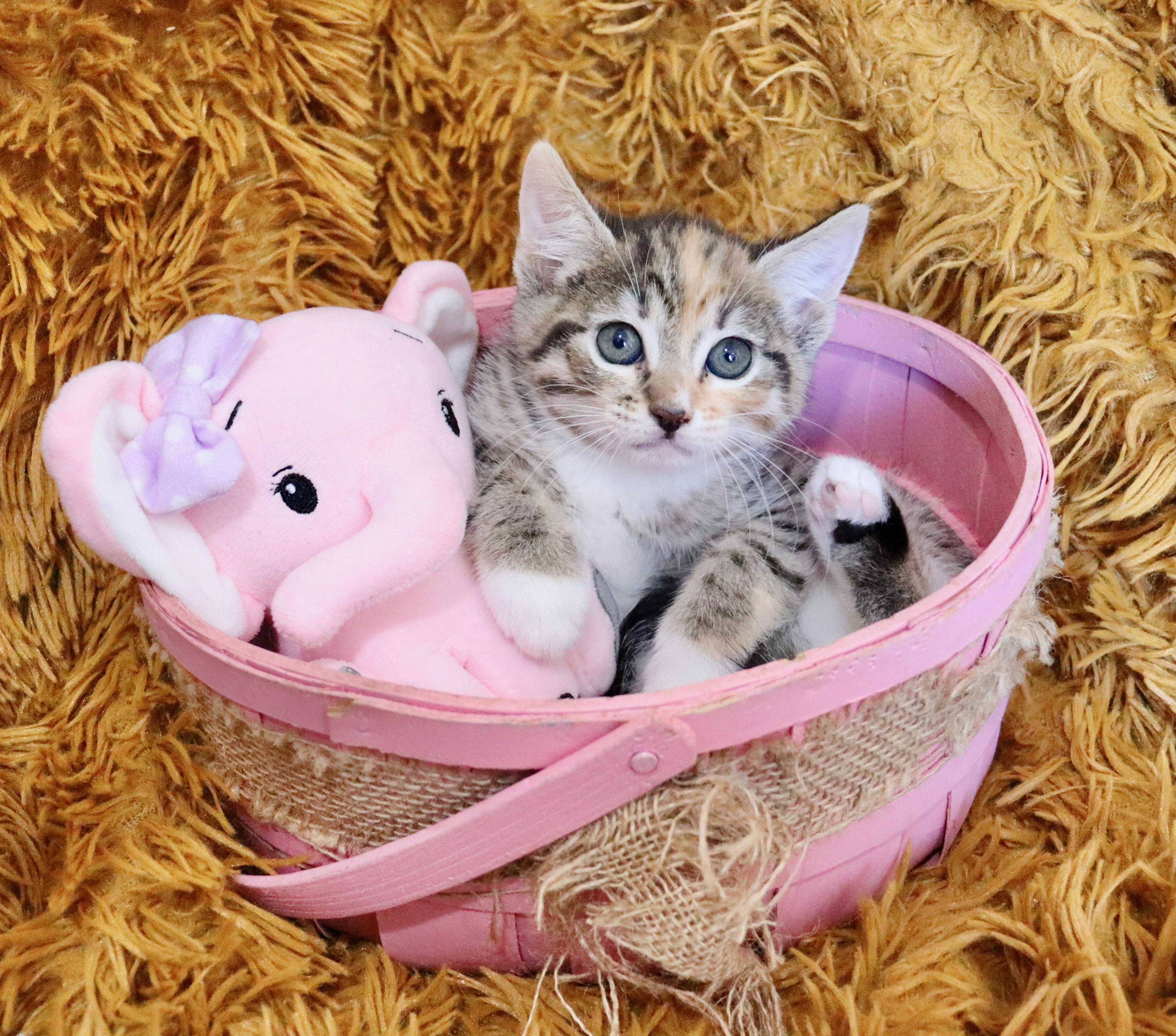 Emily, an adopted mixed breed in Saint Augustine, FL image 6/6