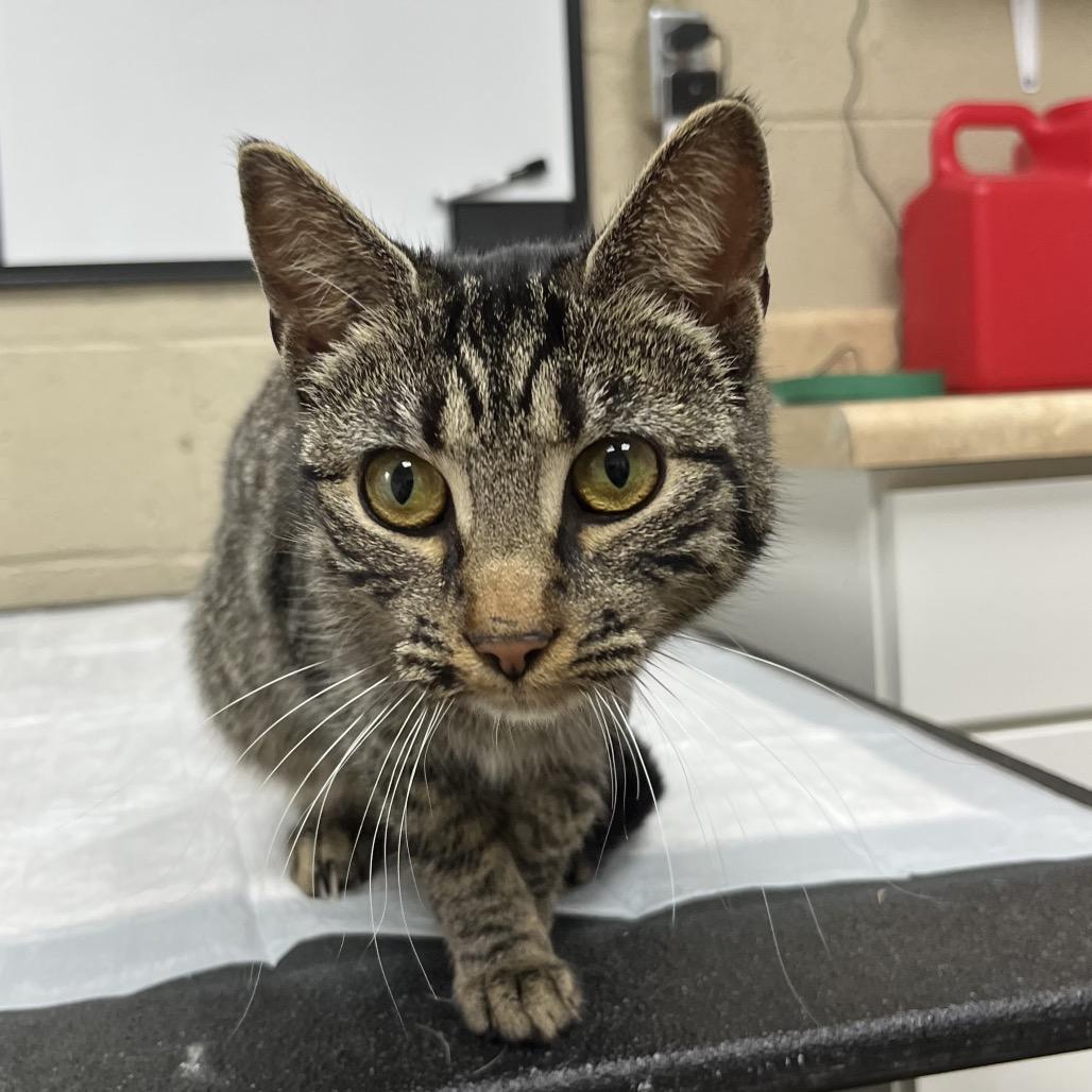 Enlarge Lea, a Adoptable mixed breed in Madisonville, KY image 1/2