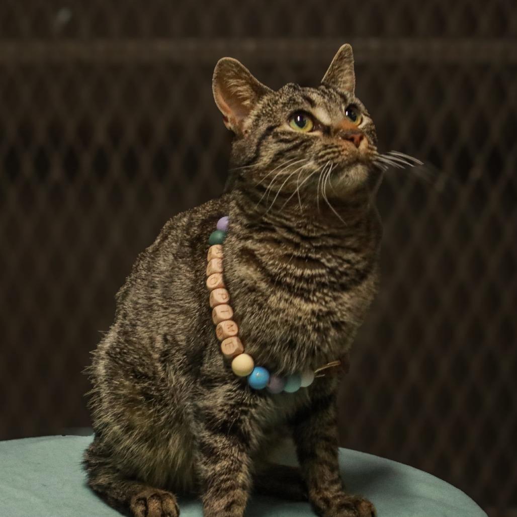 Enlarge Lea, a Adoptable mixed breed in Madisonville, KY image 2/2