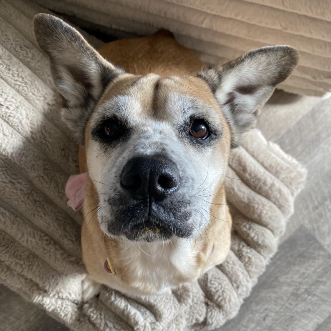 Winnie, Adopted, Senior Female Dachshund.