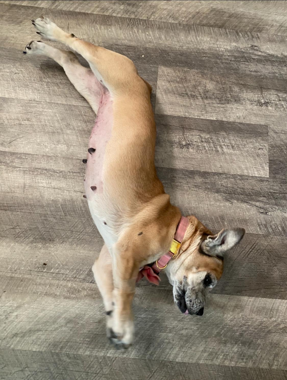 Enlarge Winnie, a Adopted mixed breed in Port Charlotte, FL image 3/4