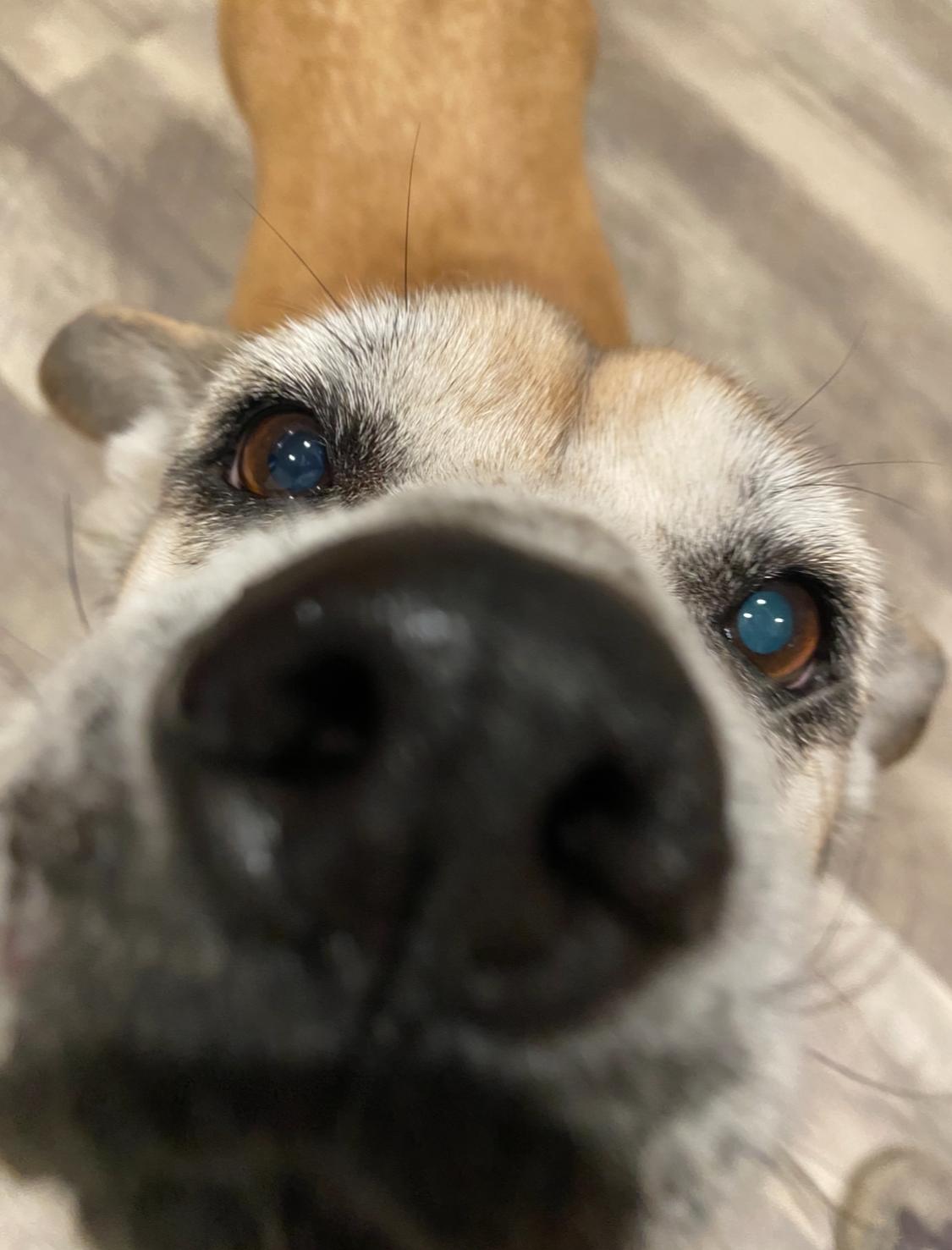 Enlarge Winnie, a Adopted mixed breed in Port Charlotte, FL image 4/4