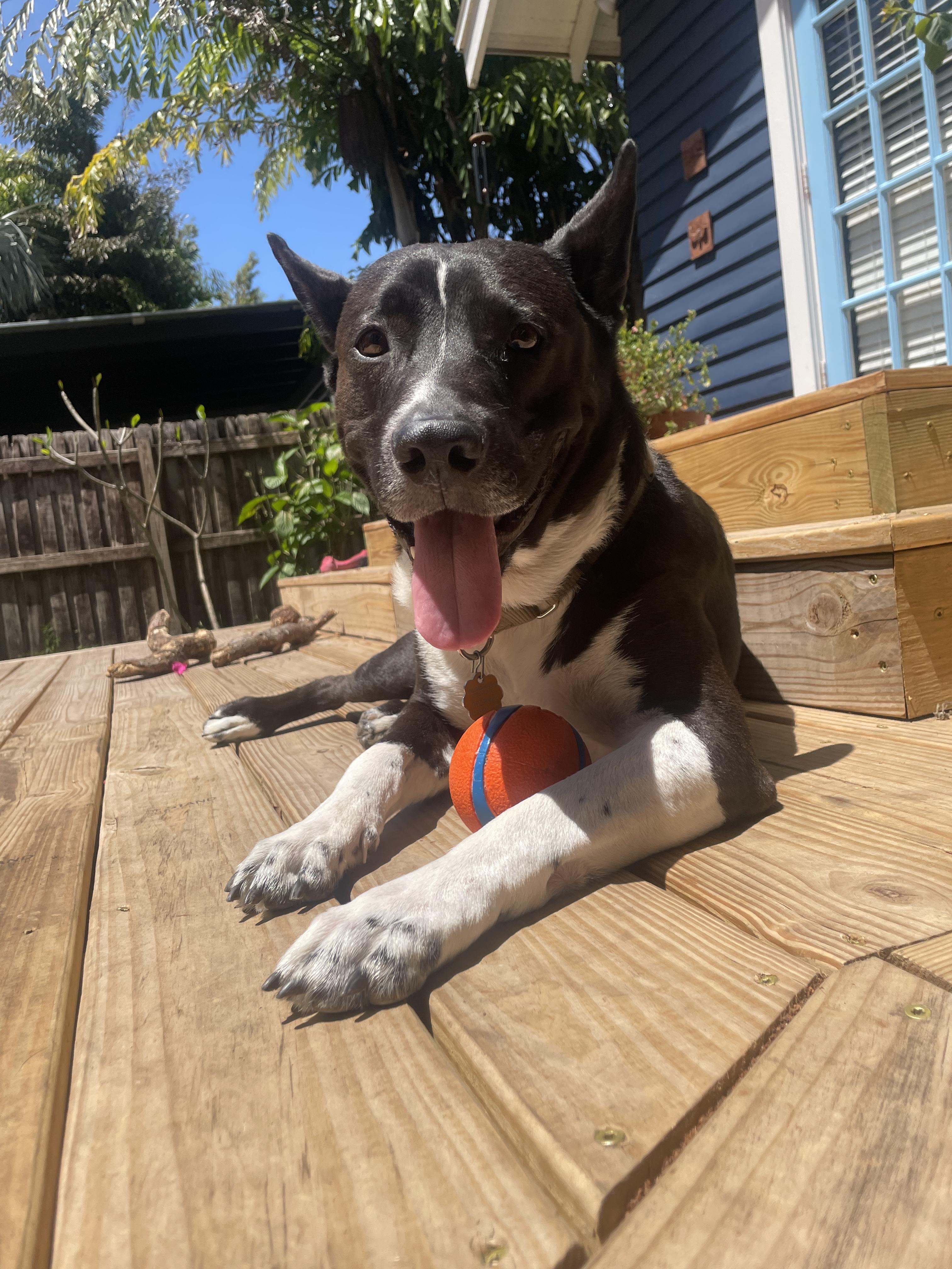 Enlarge Sadie, a Adoptable mixed breed in Tampa, FL image 2/6