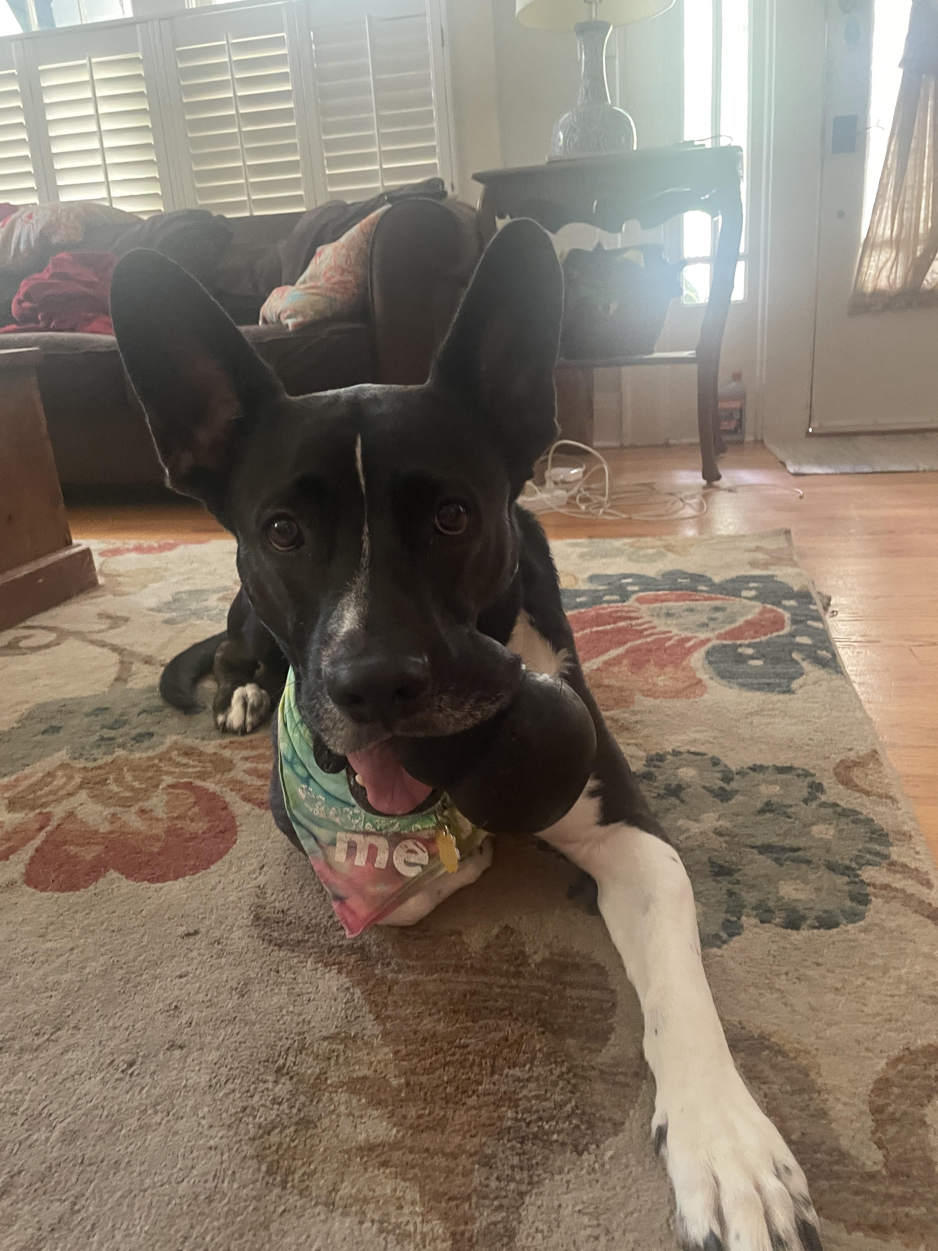 Enlarge Sadie, a Adoptable mixed breed in Tampa, FL image 3/6