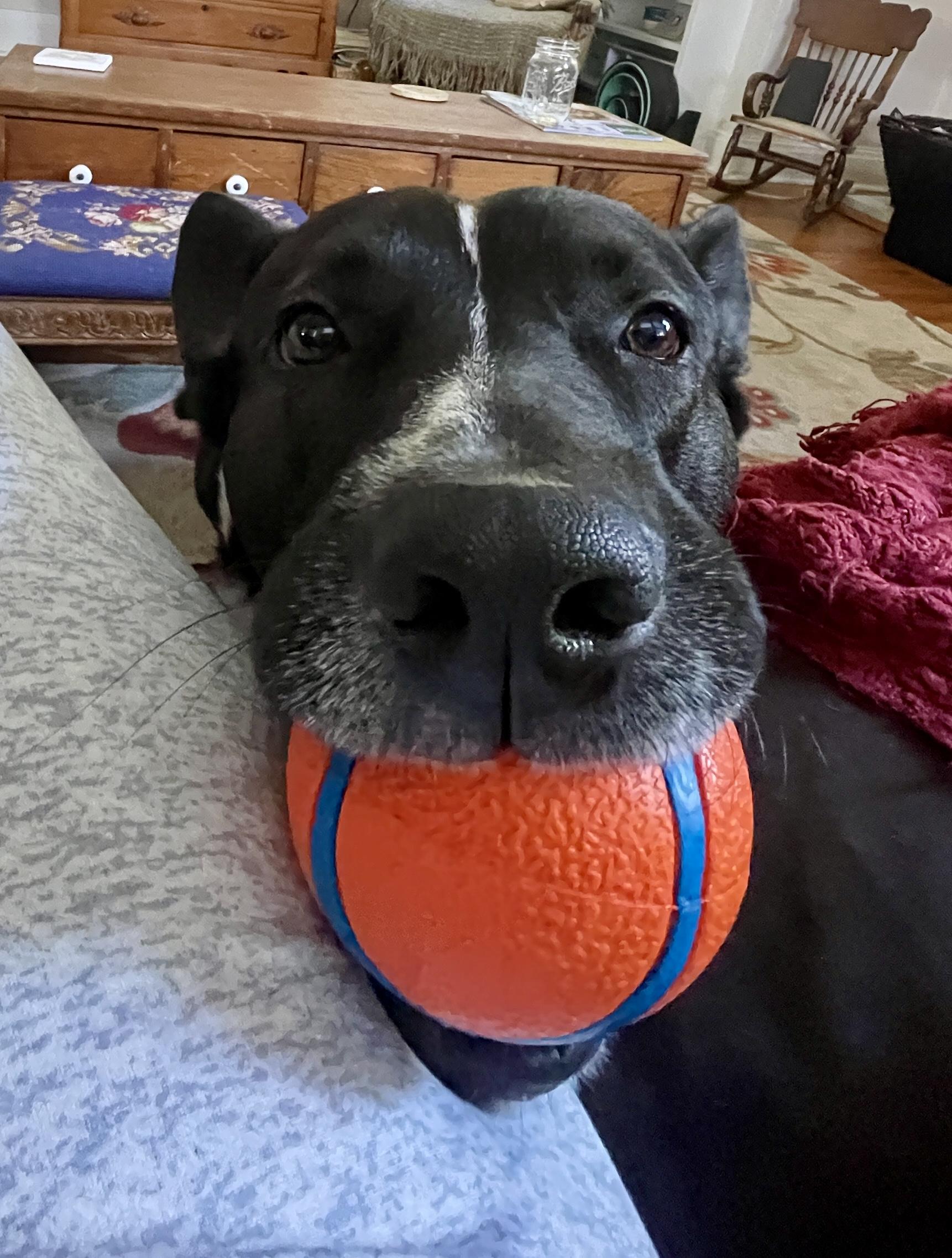 Enlarge Sadie, a Adoptable mixed breed in Tampa, FL image 4/6