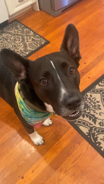 Enlarge Sadie, a Adoptable mixed breed in Tampa, FL video 5/6