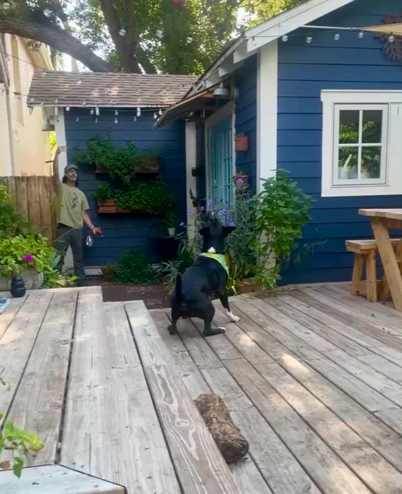 Enlarge Sadie, a Adoptable mixed breed in Tampa, FL video 6/6