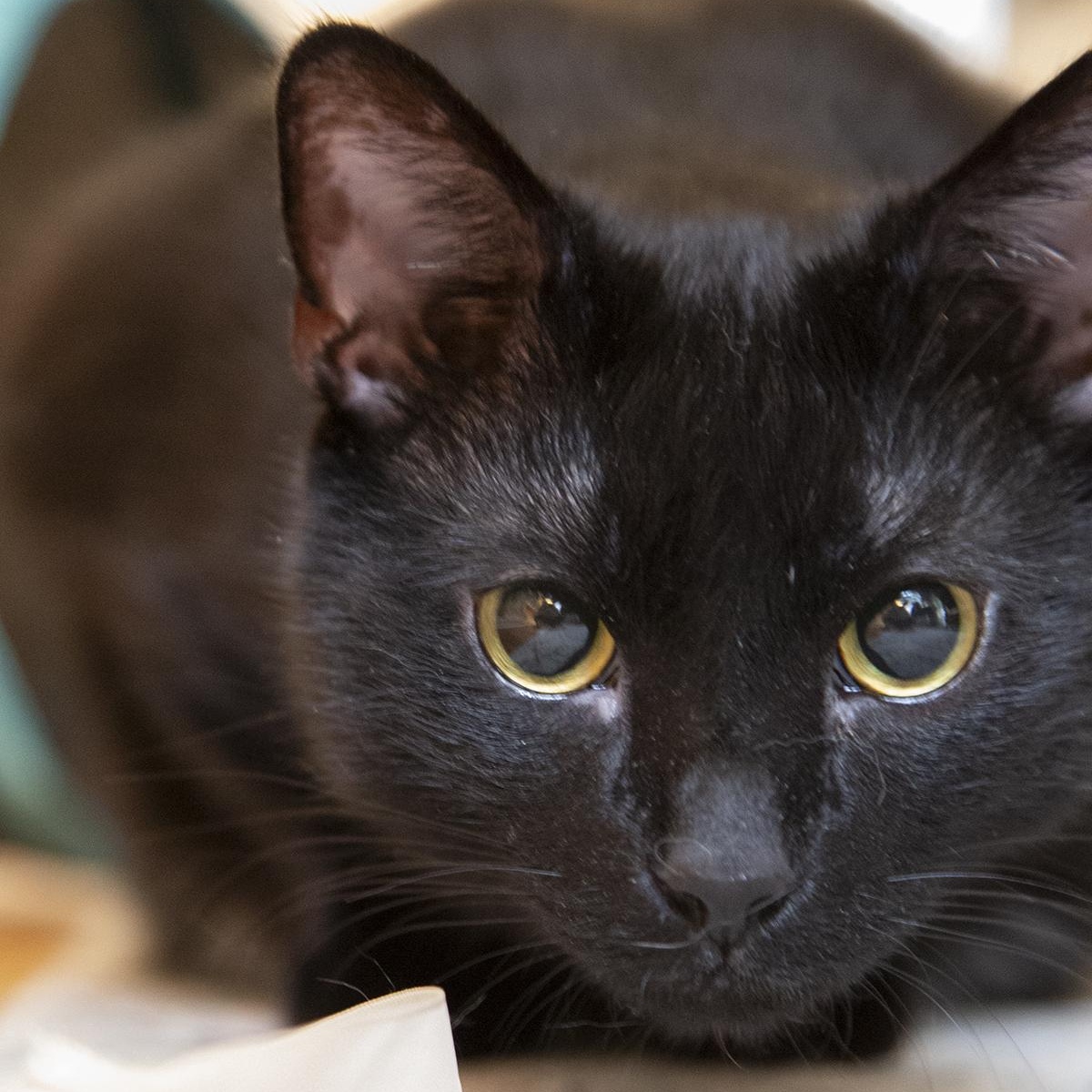Coal Porter (& Tang), a ADOPTABLE Domestic Short Hair in Chicago, IL image 1/6