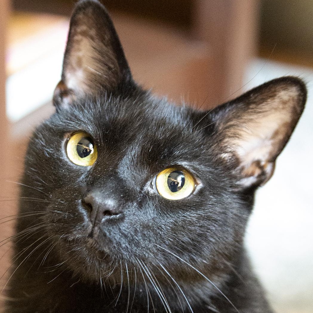 Coal Porter (& Tang), a ADOPTABLE Domestic Short Hair in Chicago, IL image 5/6