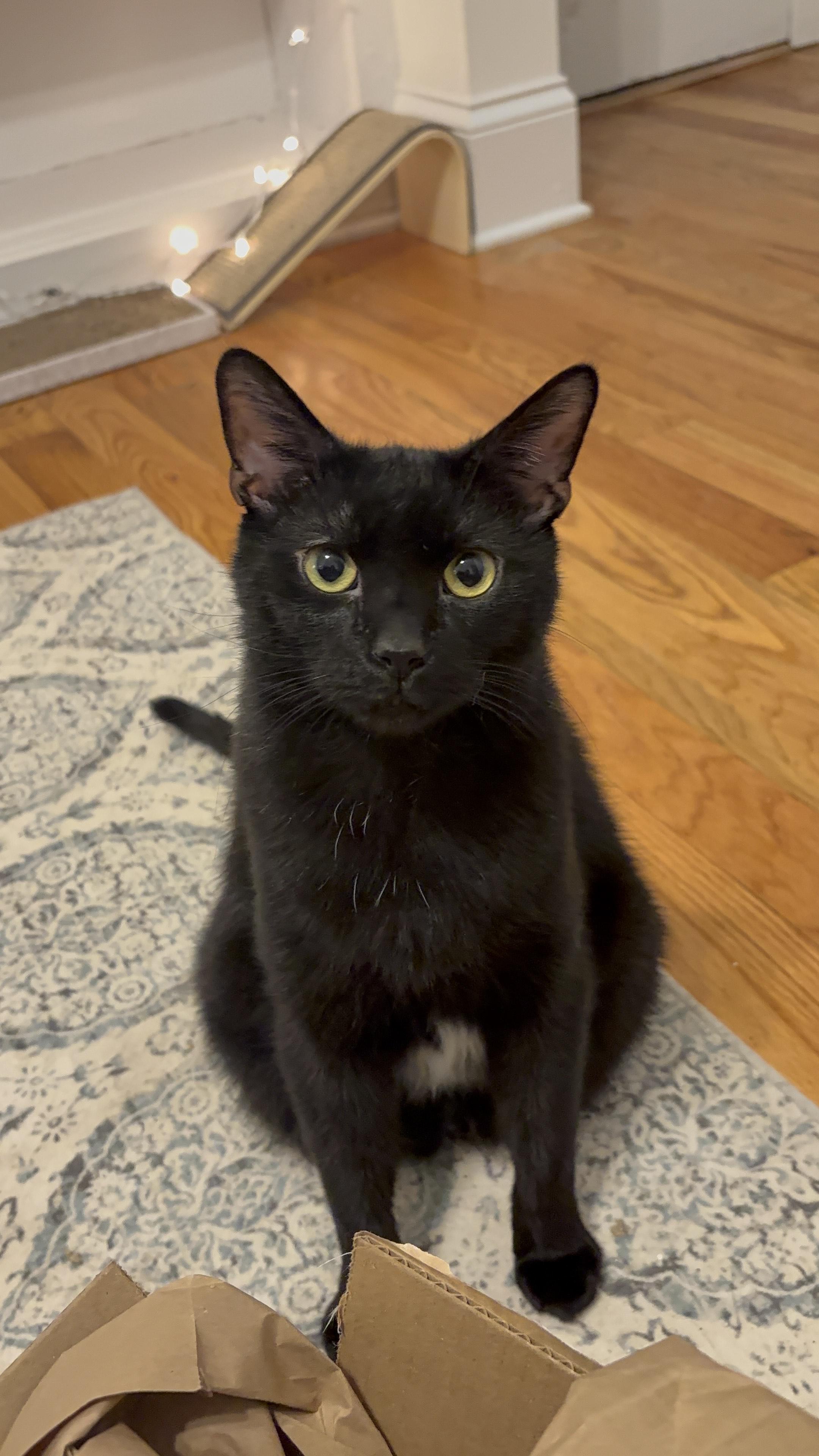 Coal Porter (& Tang), ADOPTABLE, Young Male Domestic Short Hair.