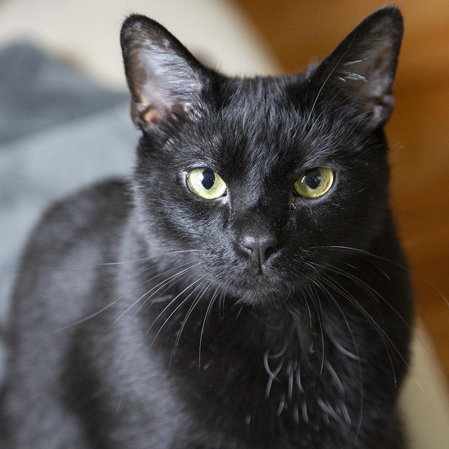 Coal Porter (& Tang), a ADOPTABLE Domestic Short Hair in Chicago, IL image 3/6