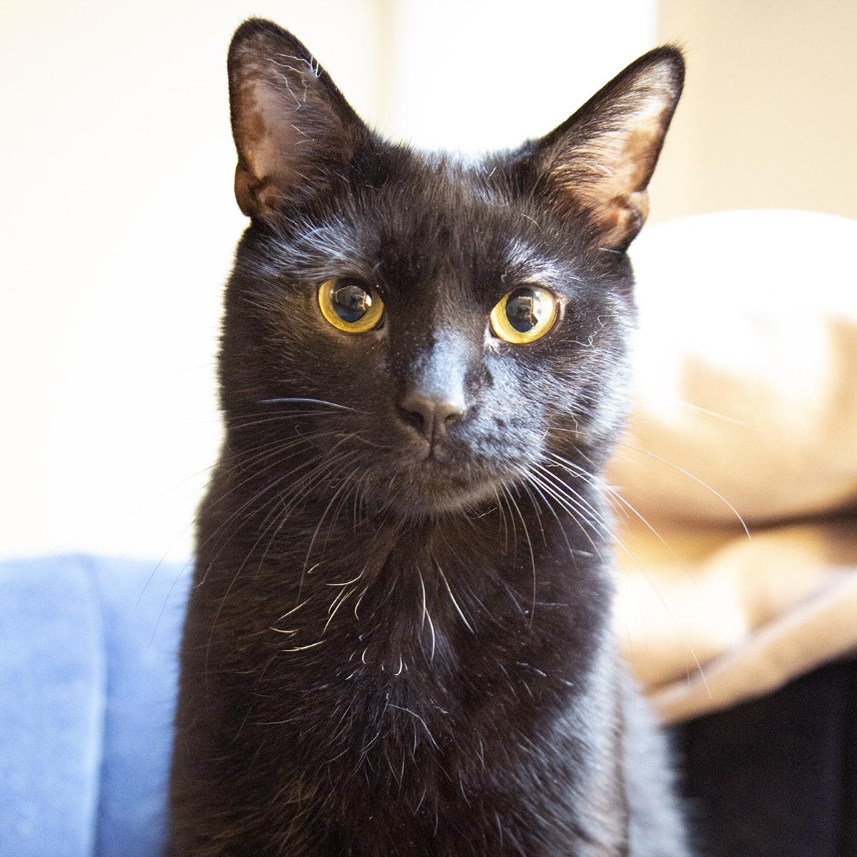 Coal Porter (& Tang), a ADOPTABLE Domestic Short Hair in Chicago, IL image 4/6
