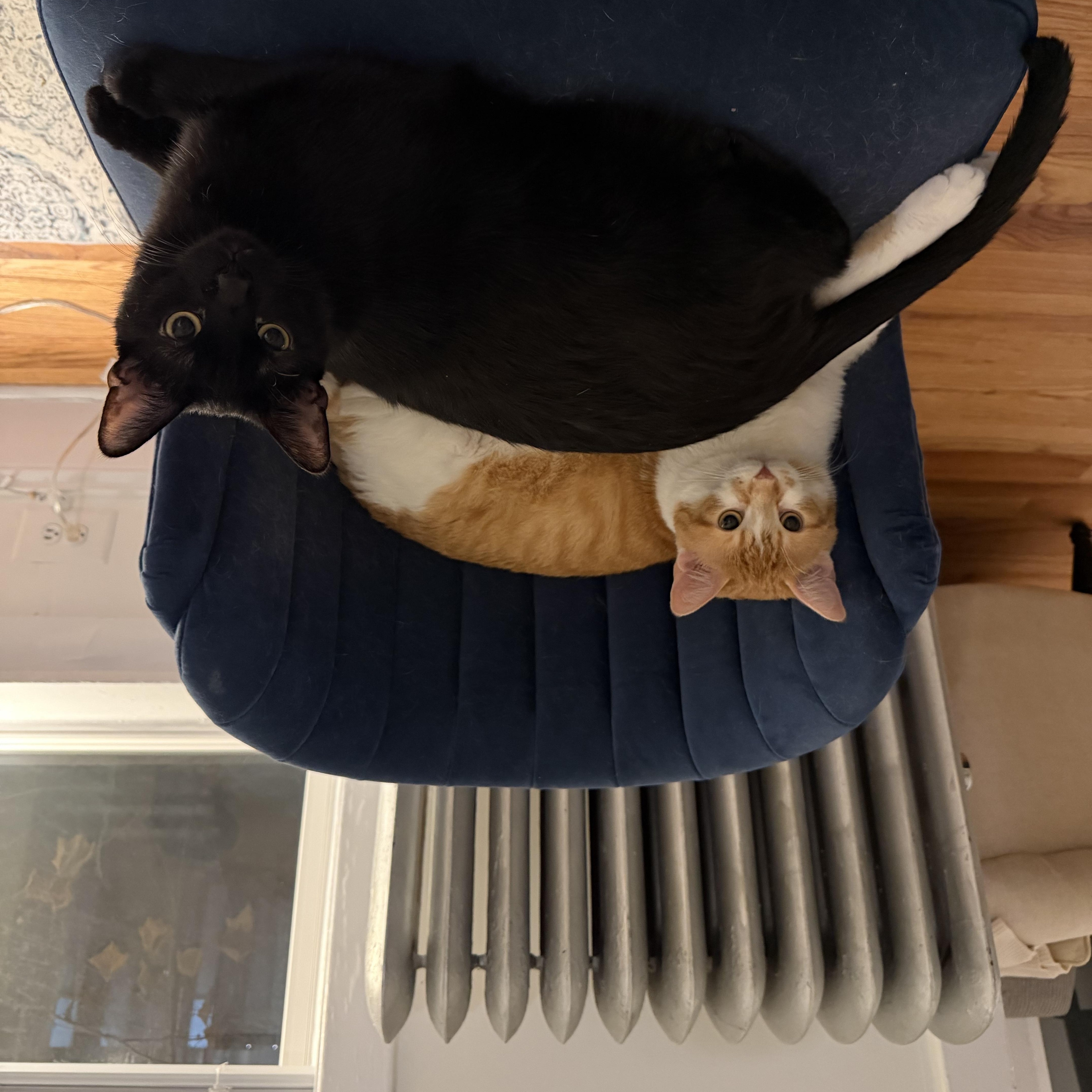 Enlarge Coal Porter (& Tang), a ADOPTABLE Domestic Short Hair in Chicago, IL image 3/3