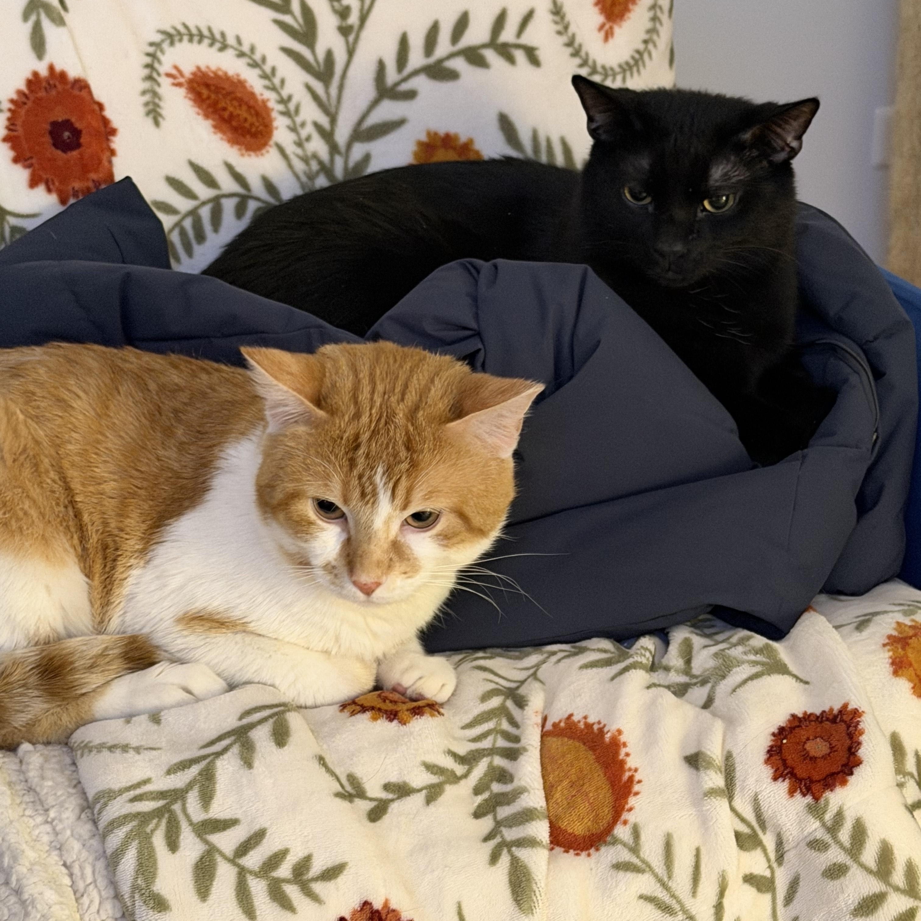 Enlarge Coal Porter (& Tang), a ADOPTABLE Domestic Short Hair in Chicago, IL image 2/3