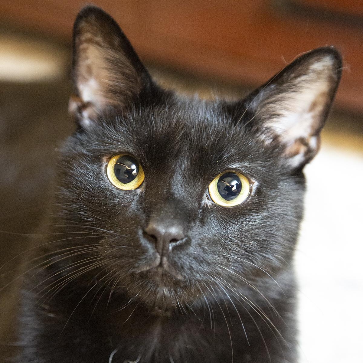 Coal Porter (& Tang), a ADOPTABLE Domestic Short Hair in Chicago, IL image 2/6