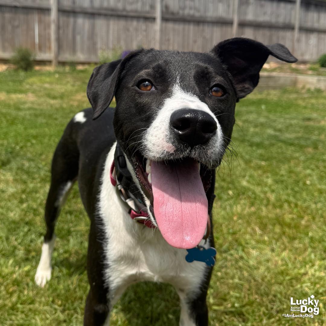 Balt, Adoptable, Young Male Border Collie & Labrador Retriever.
