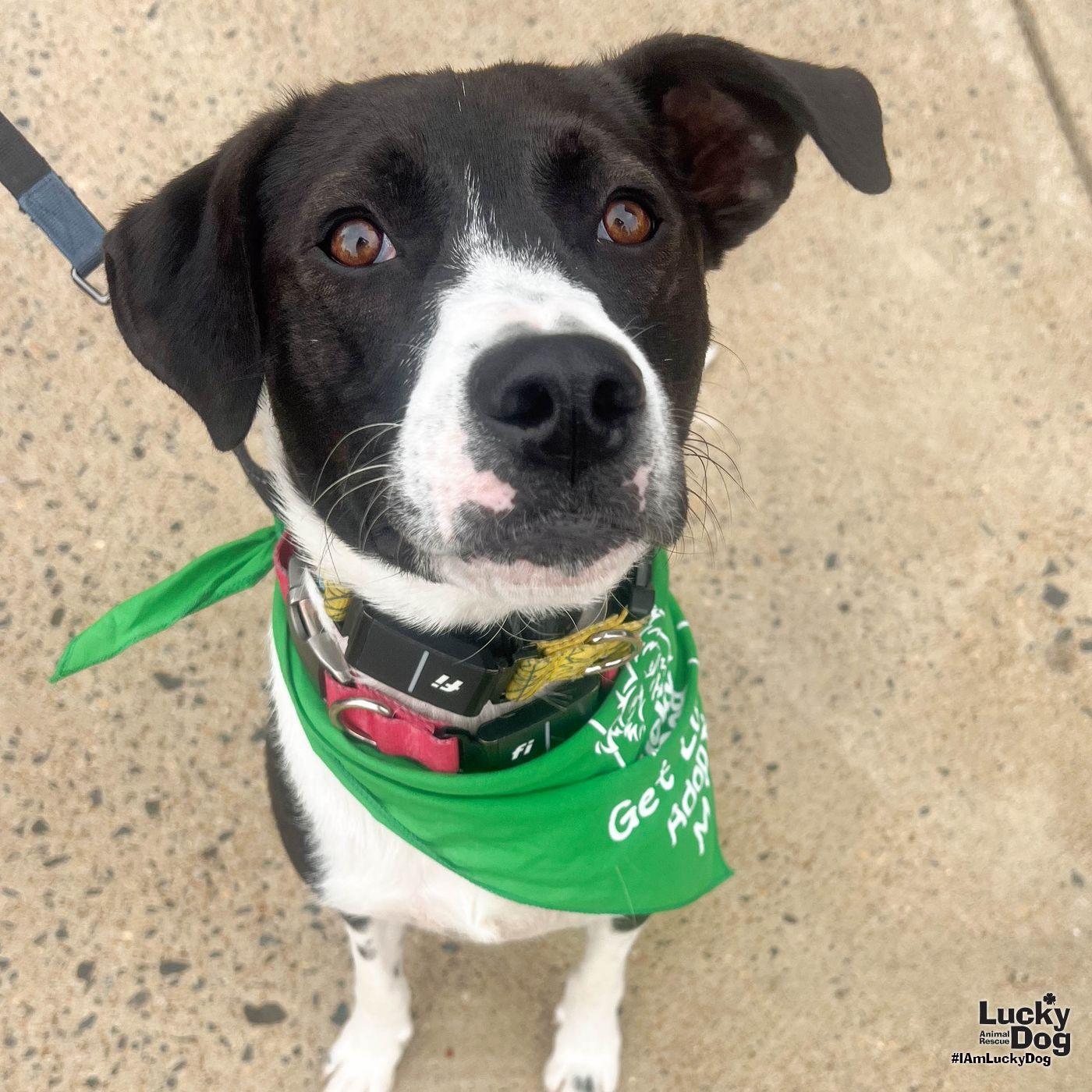 Enlarge Balt, a Adoptable mixed breed in Washington, DC image 1/3