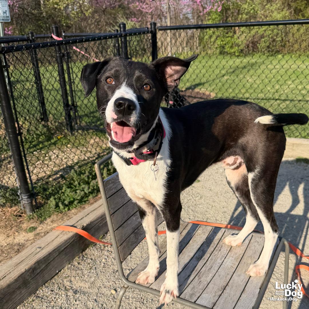 Enlarge Balt, a Adoptable mixed breed in Washington, DC image 2/3