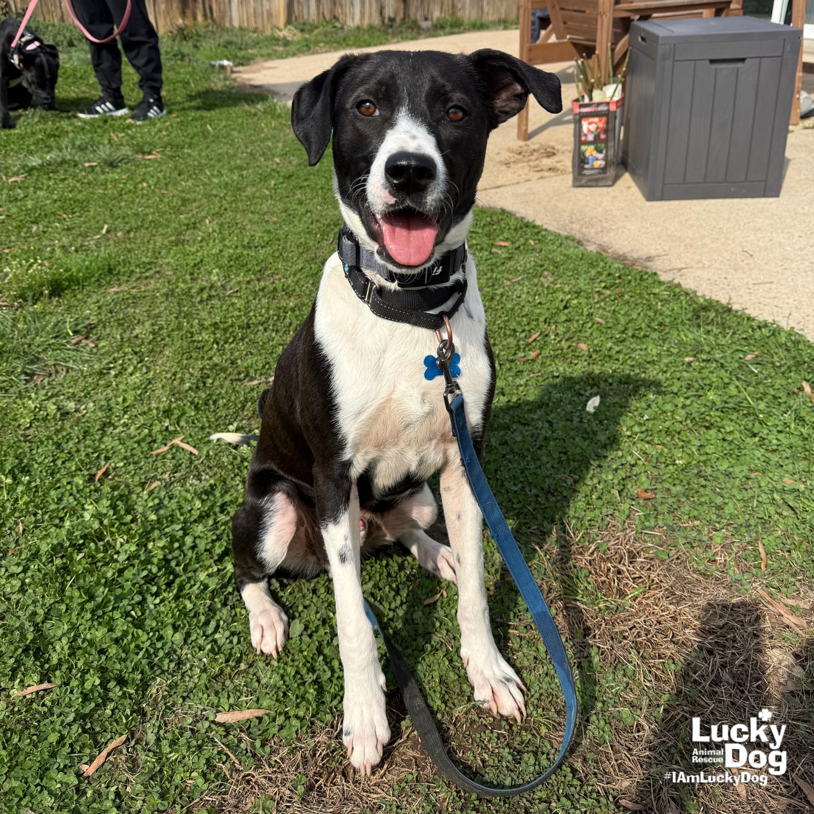 Balt, a Adoptable mixed breed in Washington, DC image 2/3
