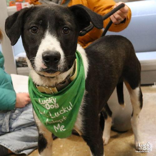 Enlarge Balt, a Adoptable mixed breed in Washington, DC image 3/3