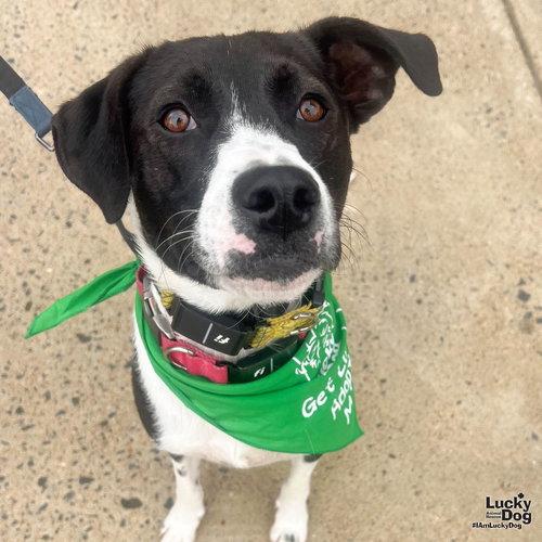 Enlarge Balt, a Adoptable mixed breed in Washington, DC image 3/3