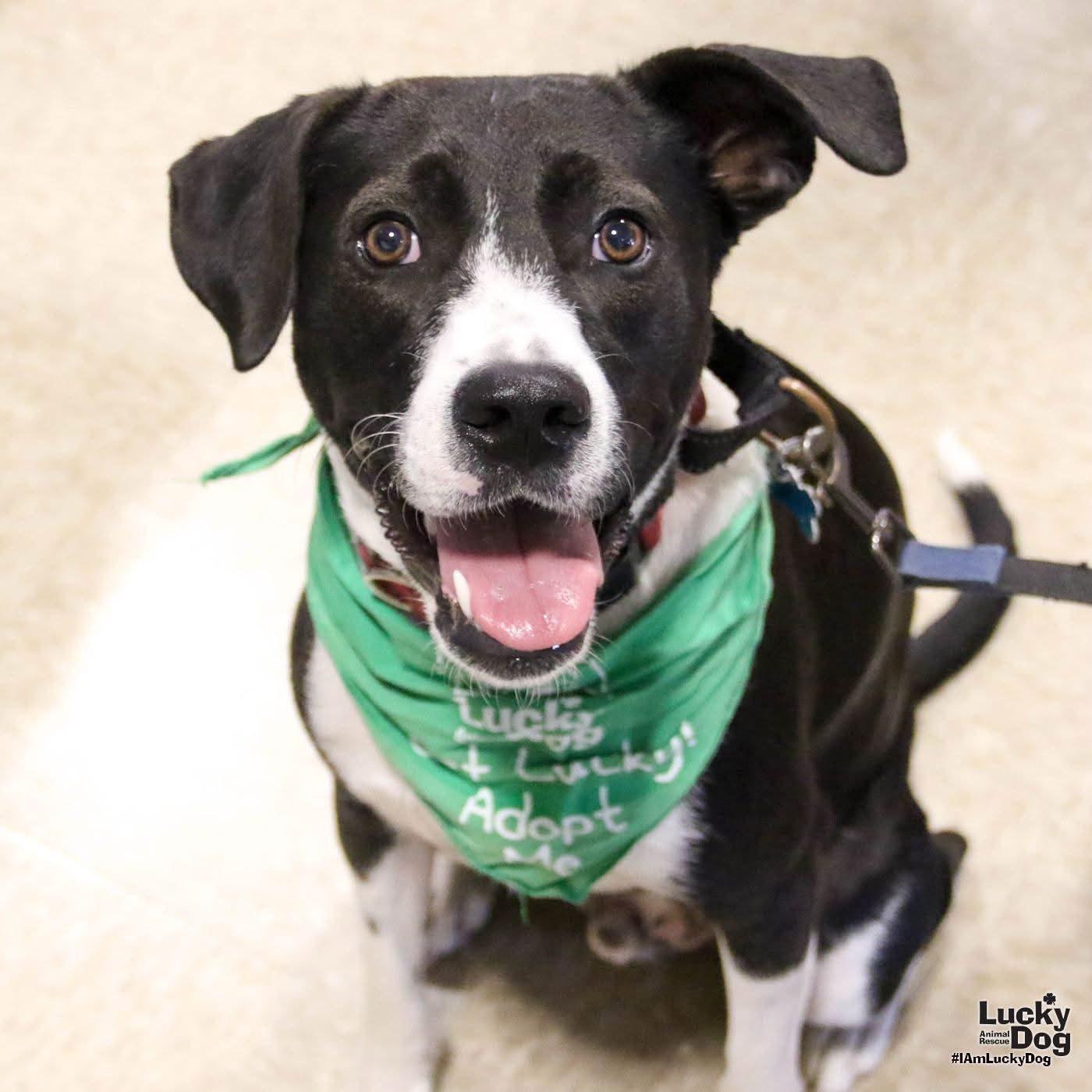 Balt, a Adoptable mixed breed in Washington, DC image 3/3