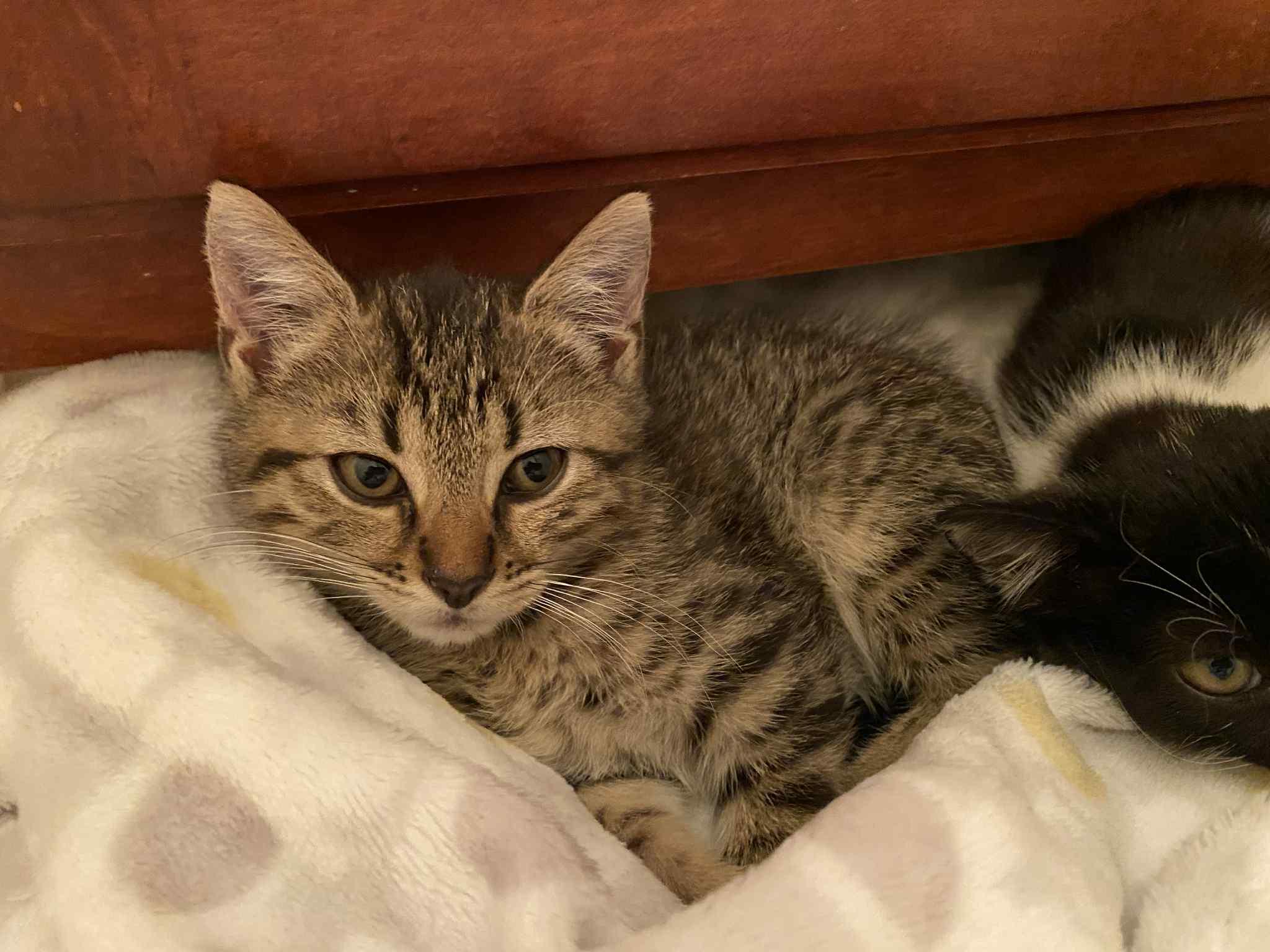 Enlarge Bobcat, a Adoptable Domestic Short Hair in Randolph, AL image 1/3