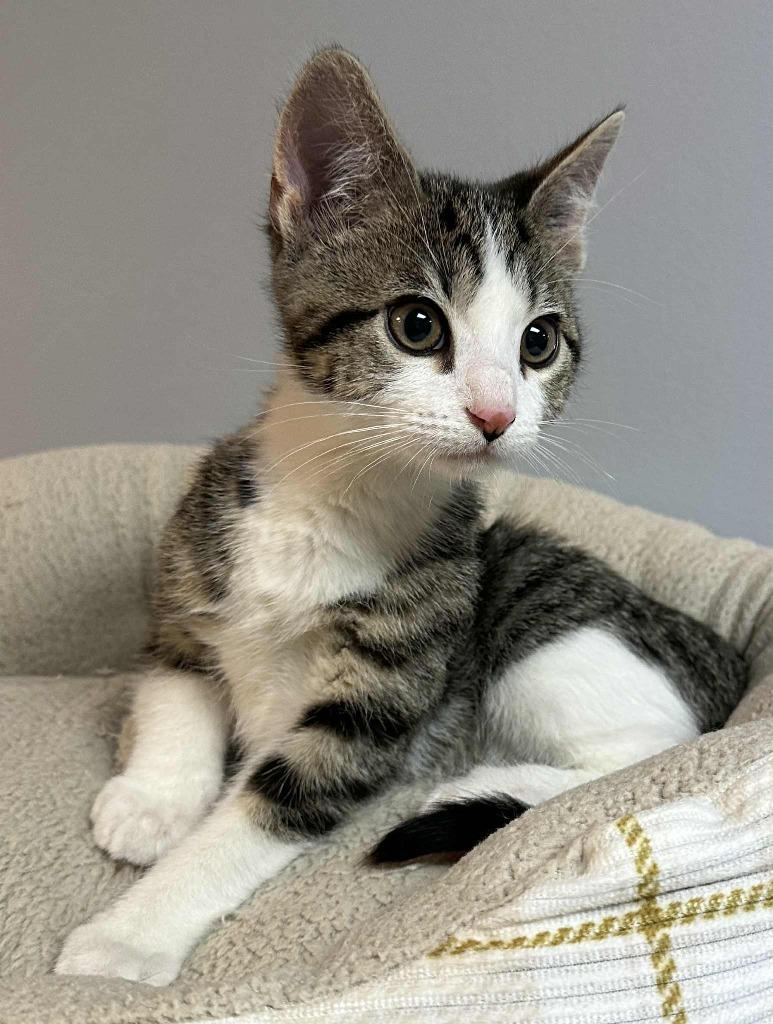 Hugo, Adoptable, Kitten Male Domestic Short Hair.