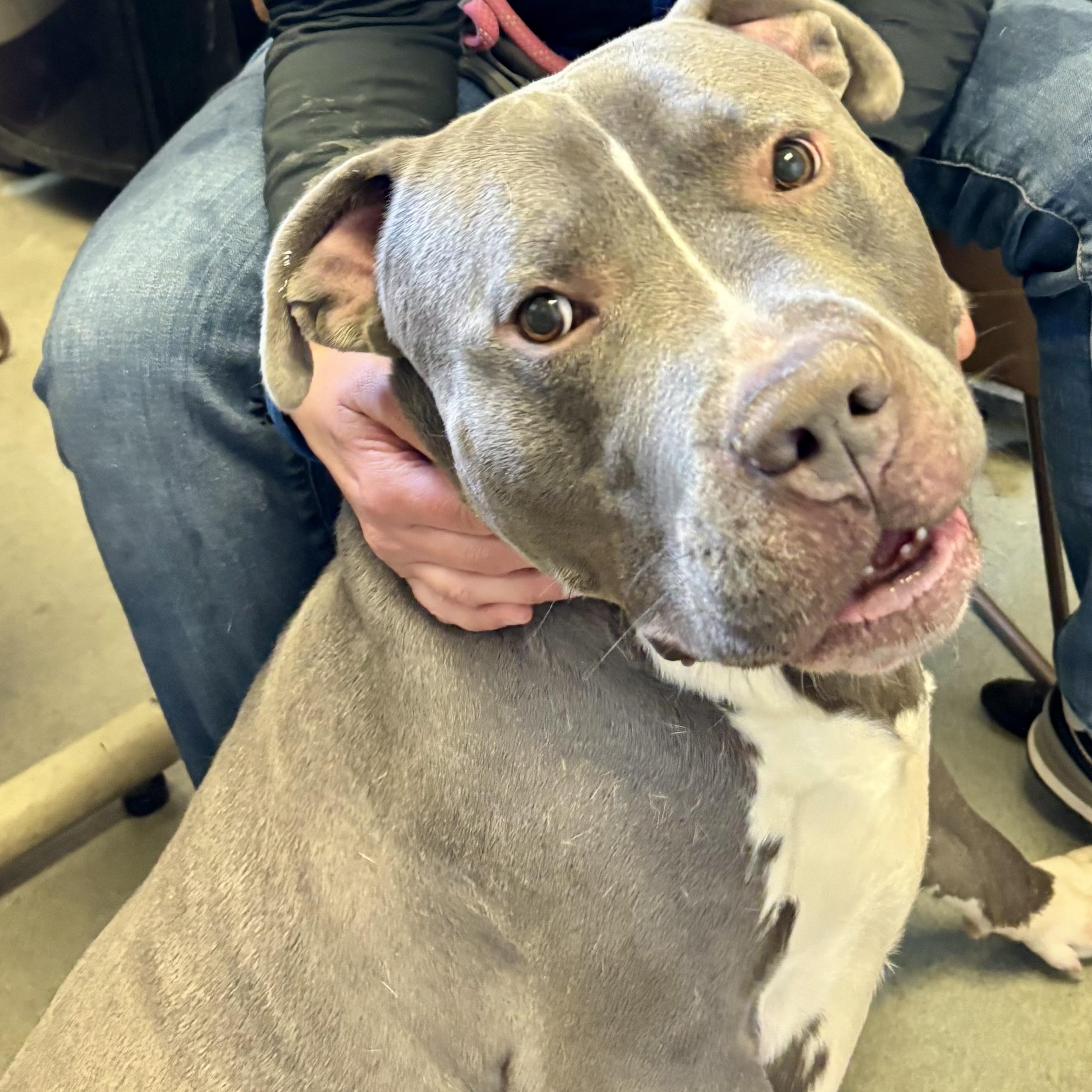 Ace, a ADOPTABLE mixed breed in Buffalo, NY image 2/5