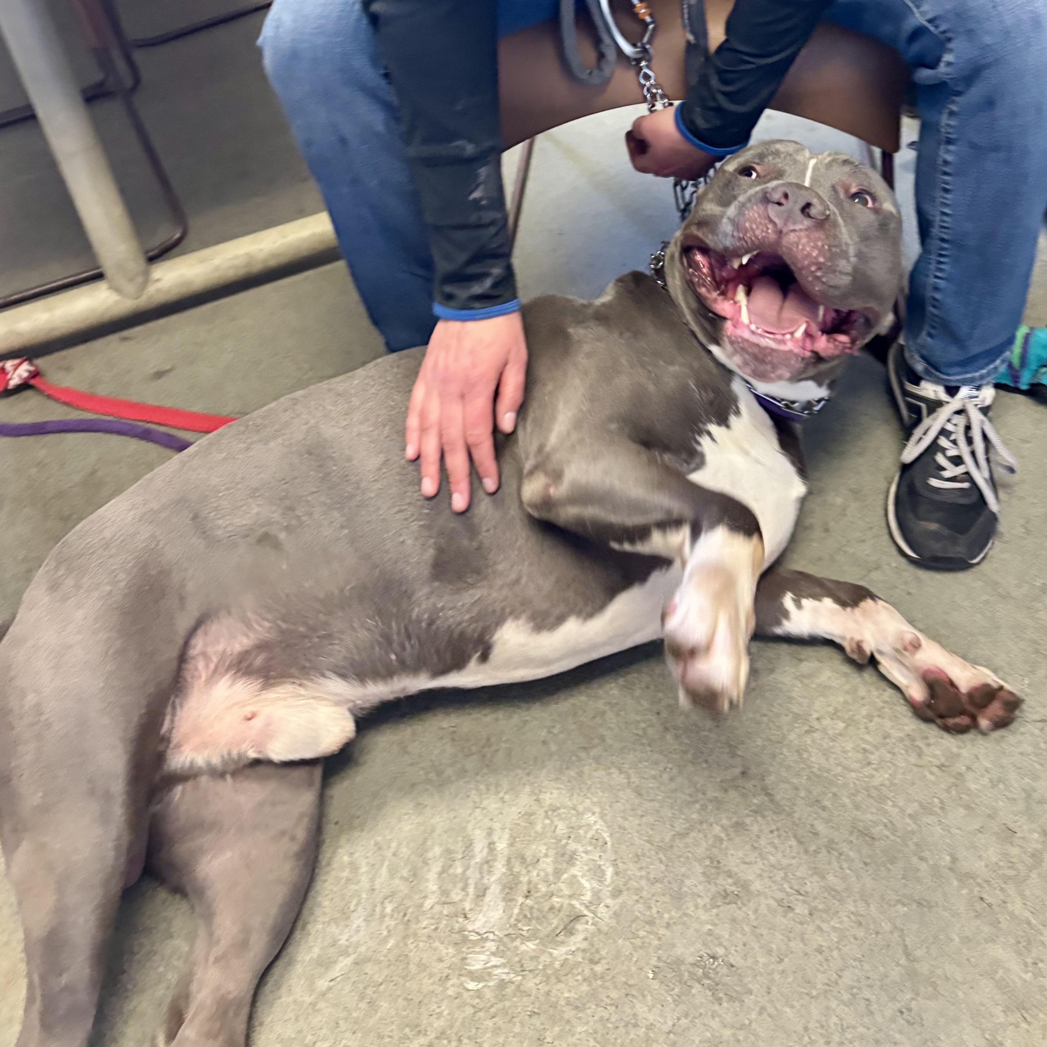 Ace, a ADOPTABLE mixed breed in Buffalo, NY image 5/5