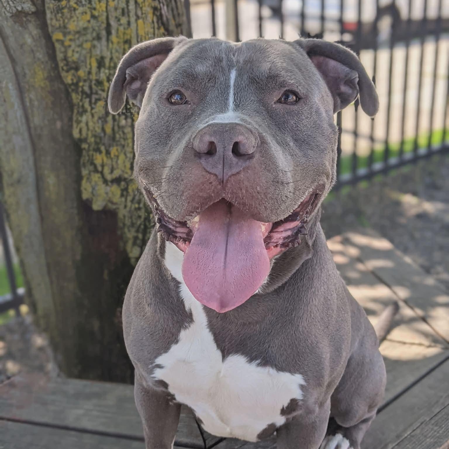 Ace, ADOPTABLE, Adult Male American Bully.