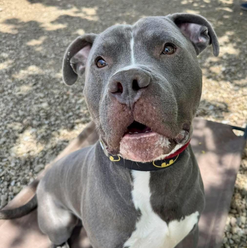 Ace, ADOPTABLE, Adult Male American Bully.