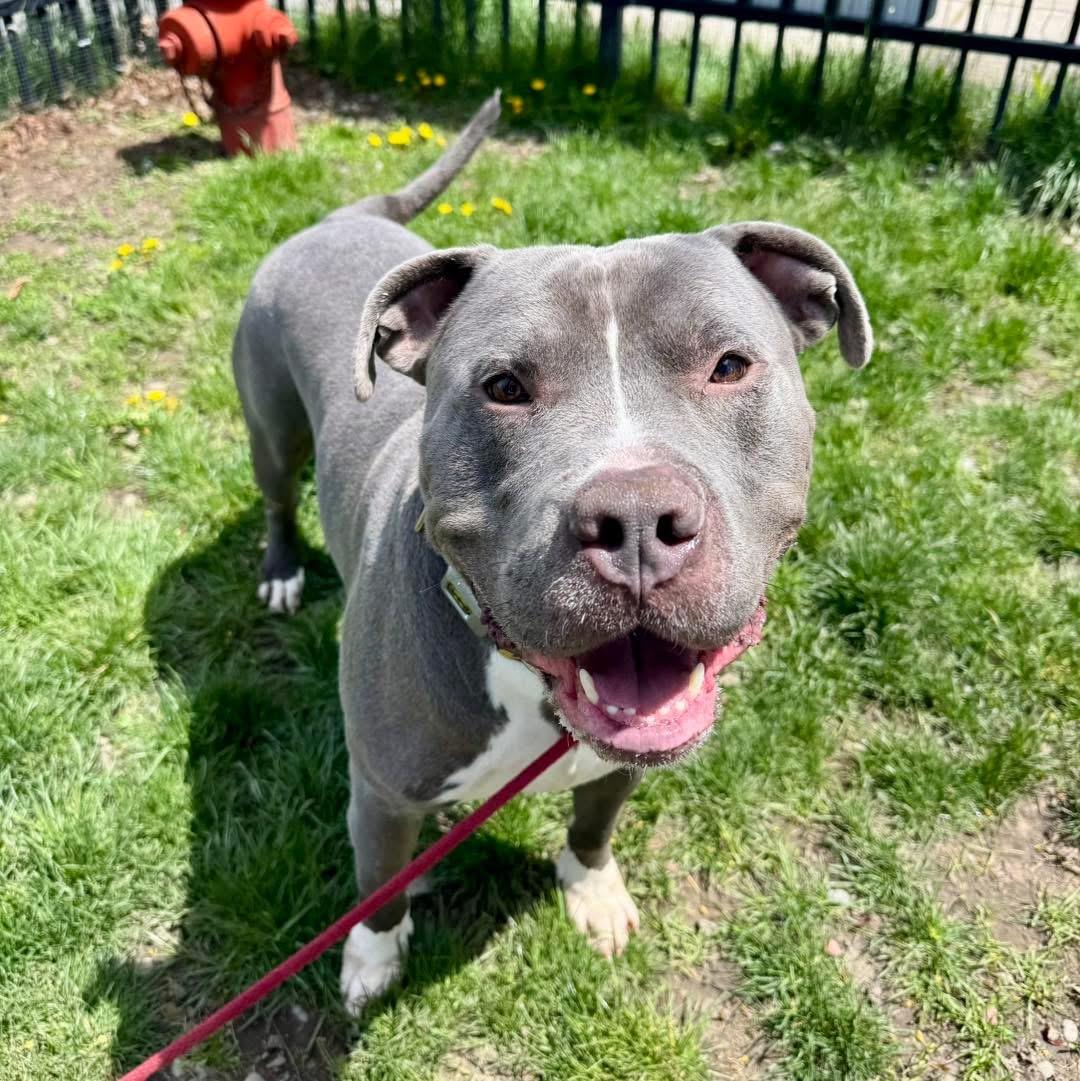 Ace, a ADOPTABLE mixed breed in Buffalo, NY image 4/5