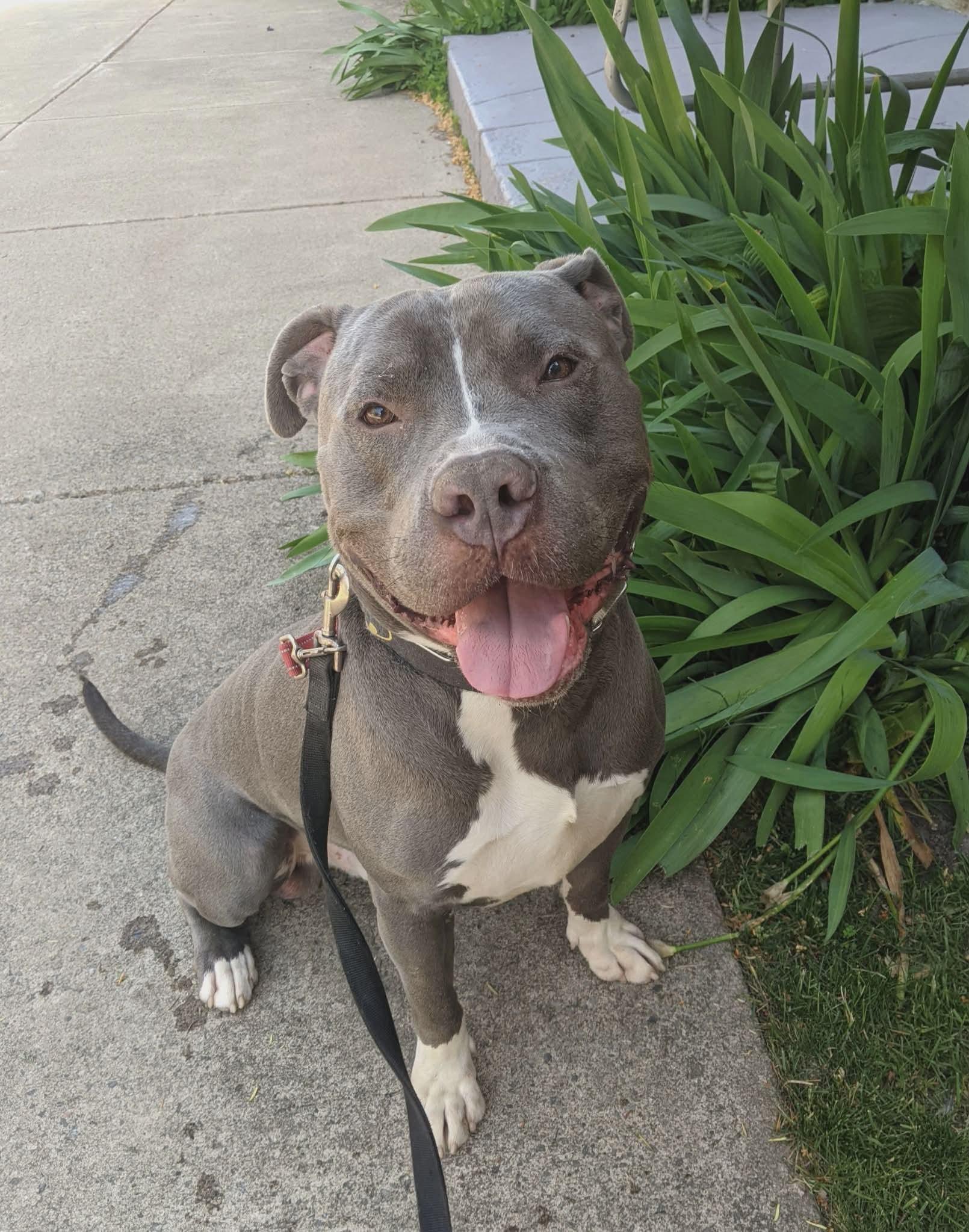 Enlarge Ace, an adoptable American Bully in Buffalo, NY image 5/5