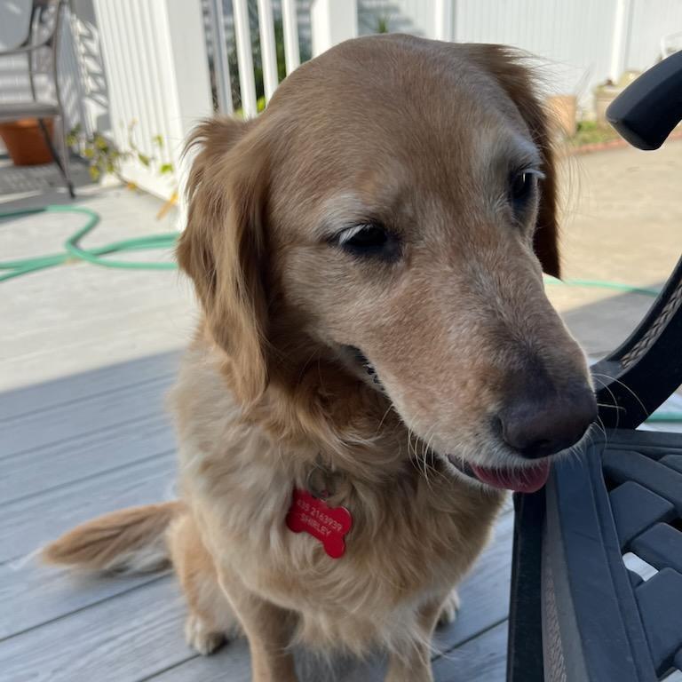 Harper/Courtesy Post, Adoptable, Senior Female Golden Retriever & Spaniel.