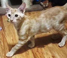 Enlarge ONYX, a Adoptable Domestic Short Hair in fort worth, TX image 1/1