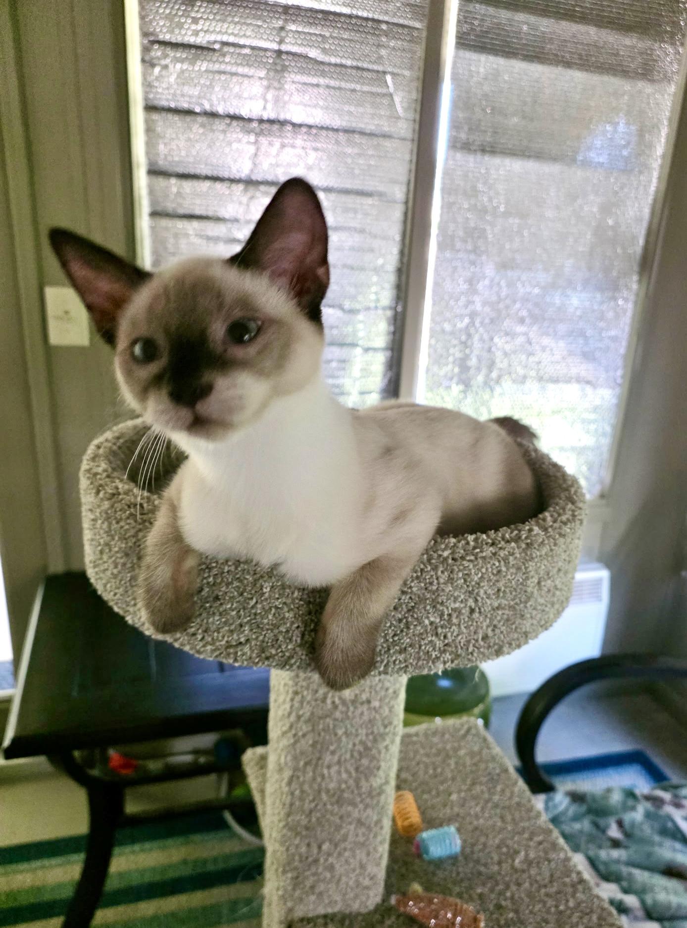 Enlarge Pashi, an adopted mixed breed in Mission Viejo, CA image 3/5