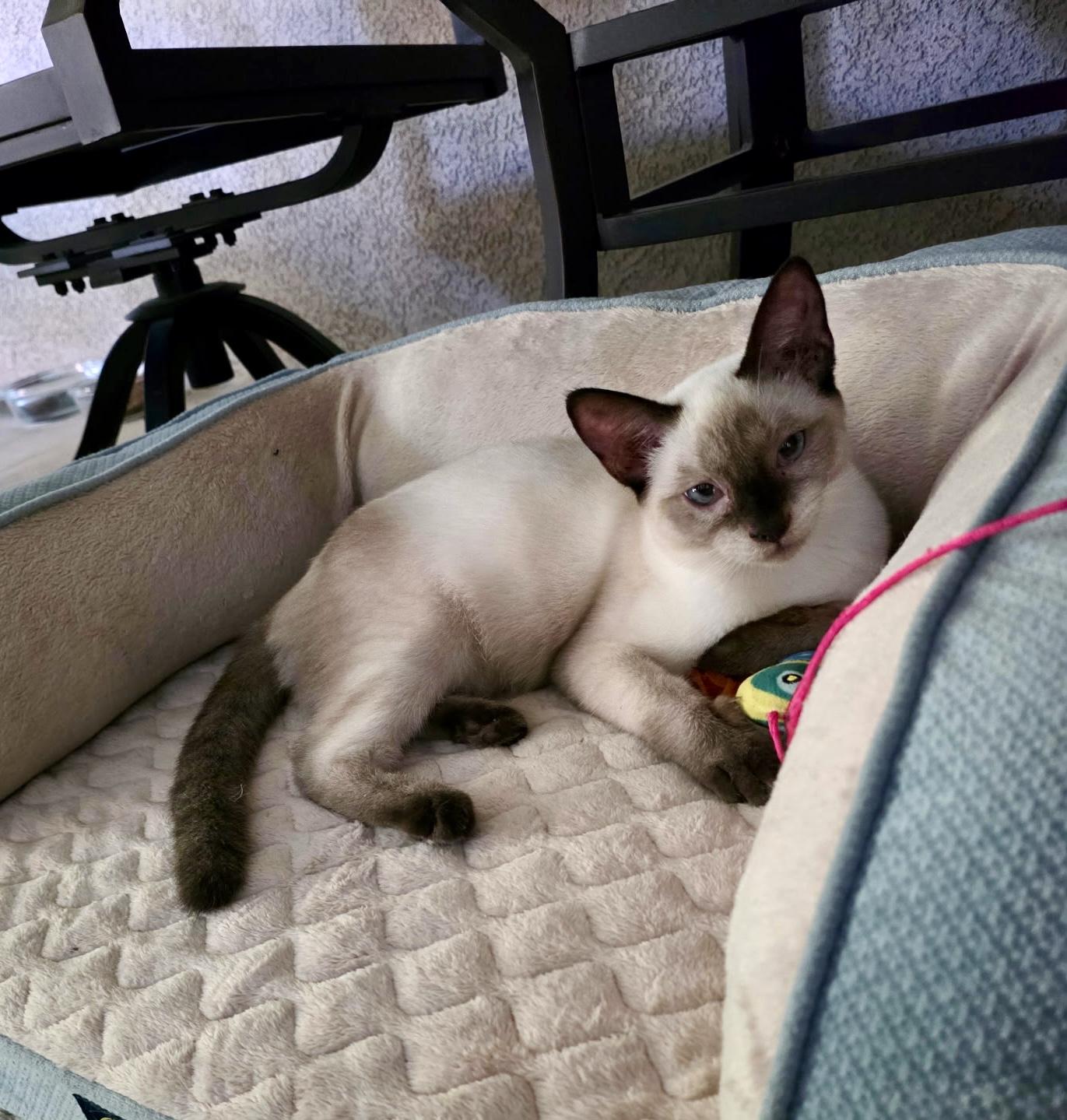 Enlarge Pashi, an adopted mixed breed in Mission Viejo, CA image 4/5