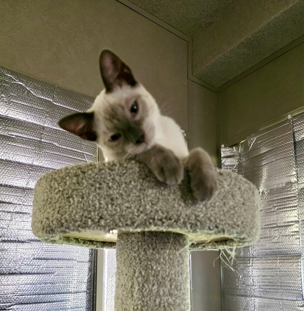 Enlarge Pashi, an adopted mixed breed in Mission Viejo, CA image 5/5