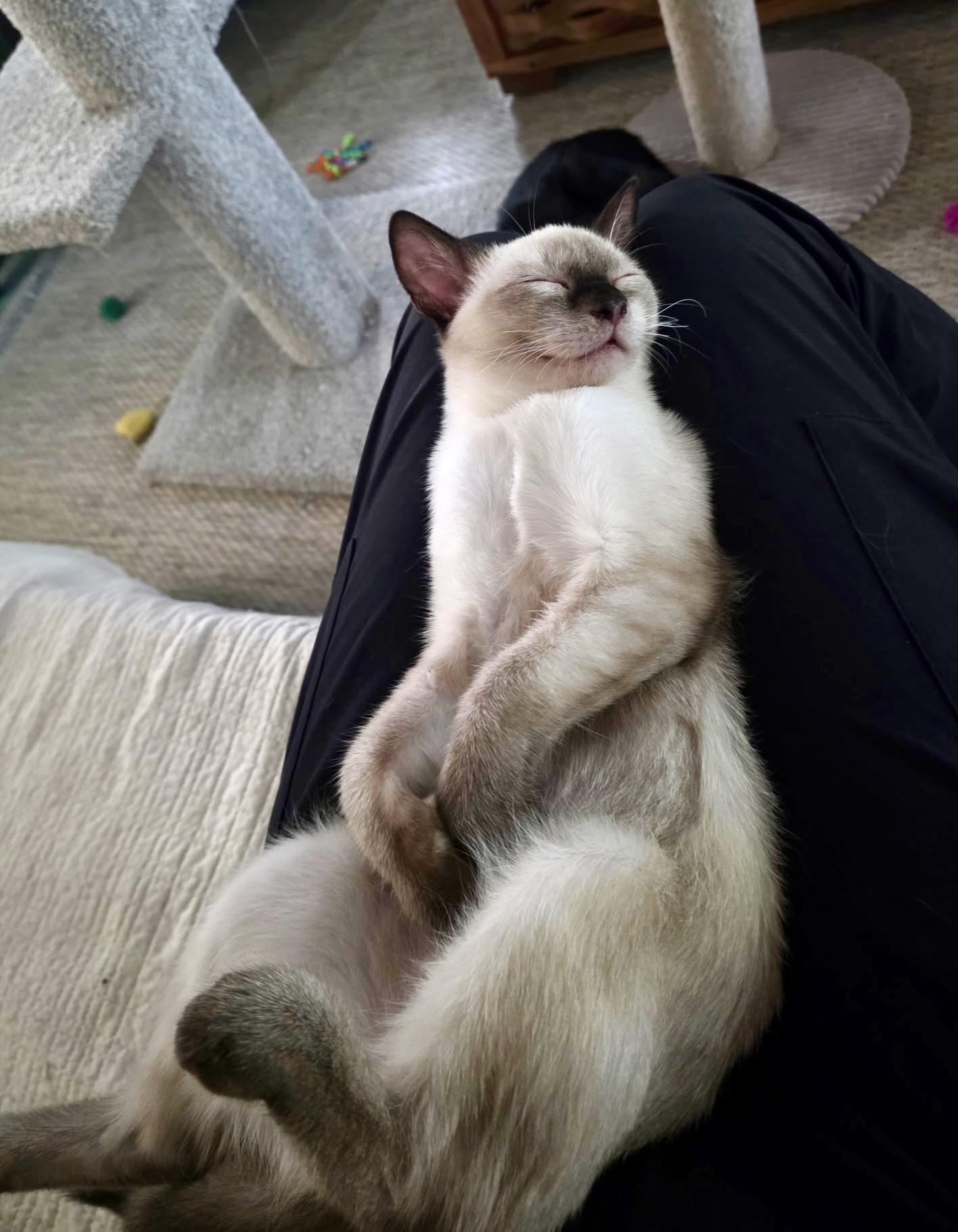 Pashi, adopted, Kitten Female Siamese.